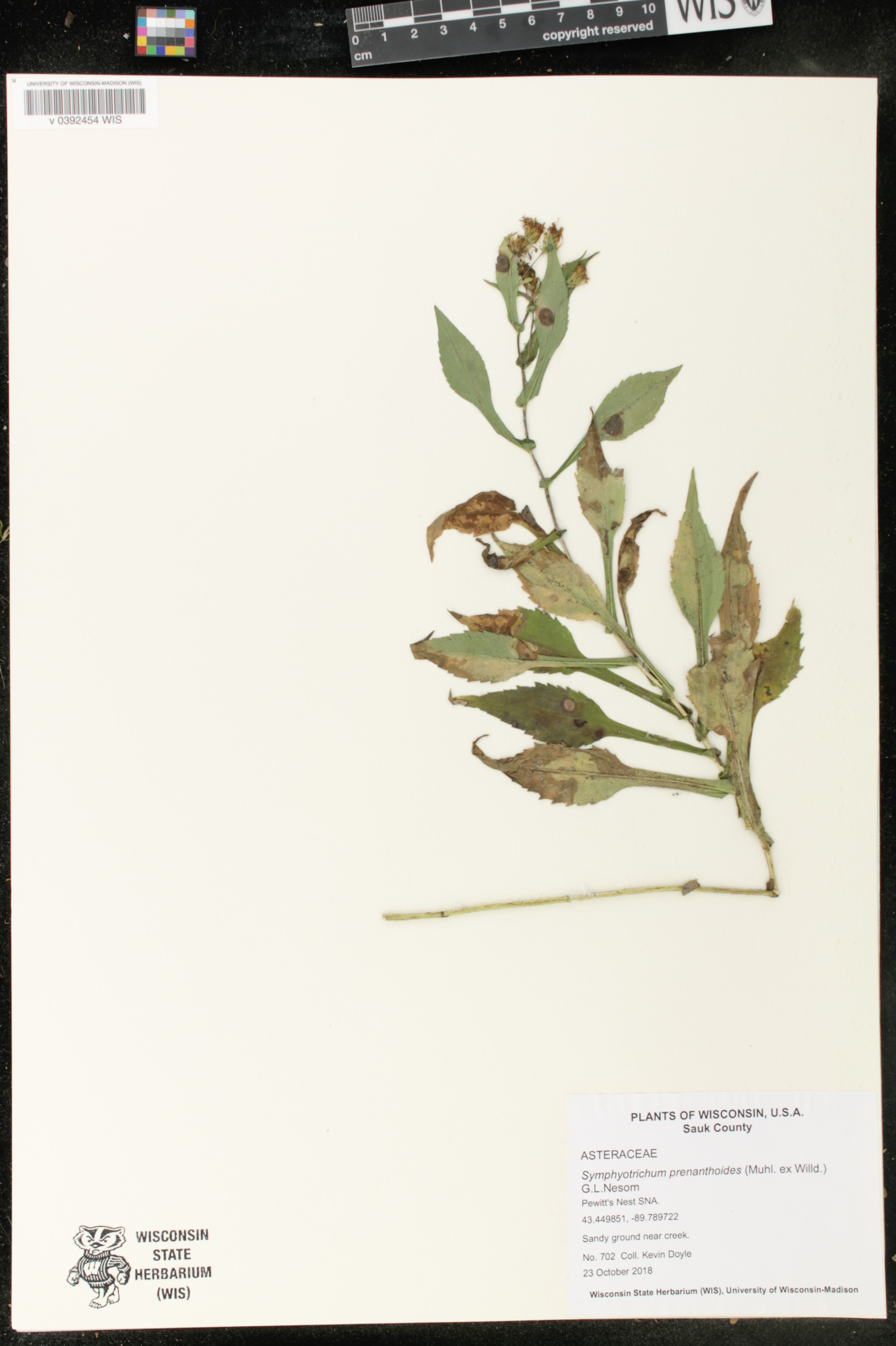 Symphyotrichum prenanthoides image