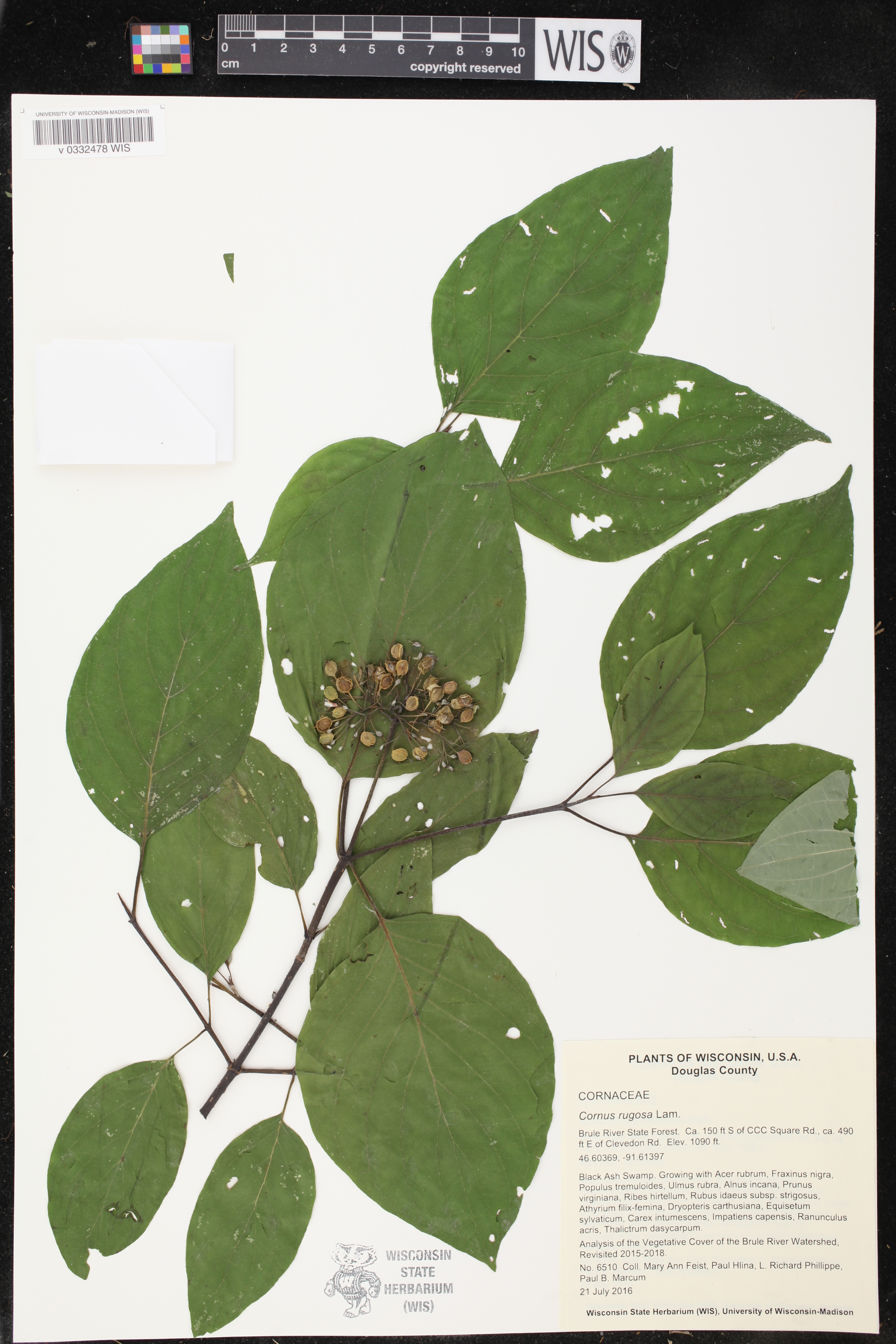 Cornus rugosa image