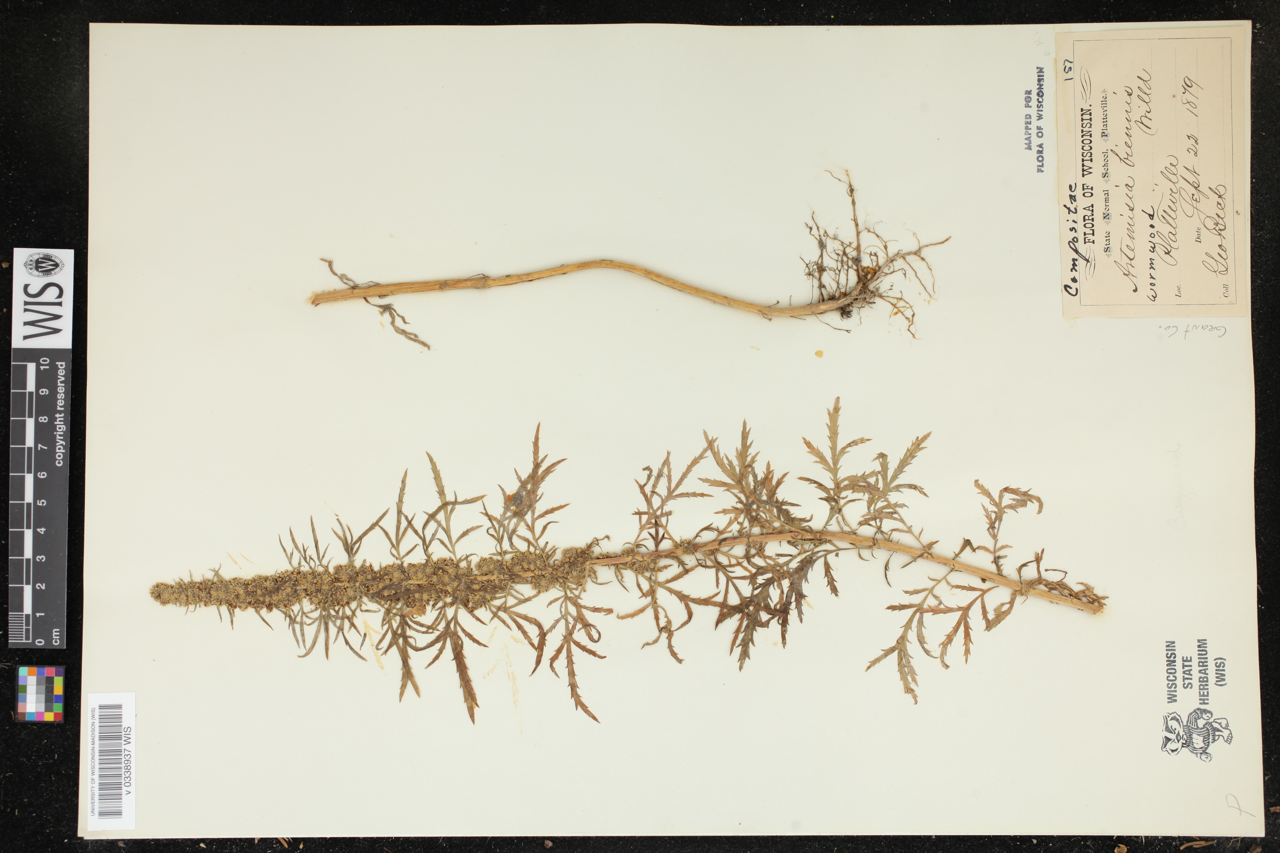 Artemisia biennis image