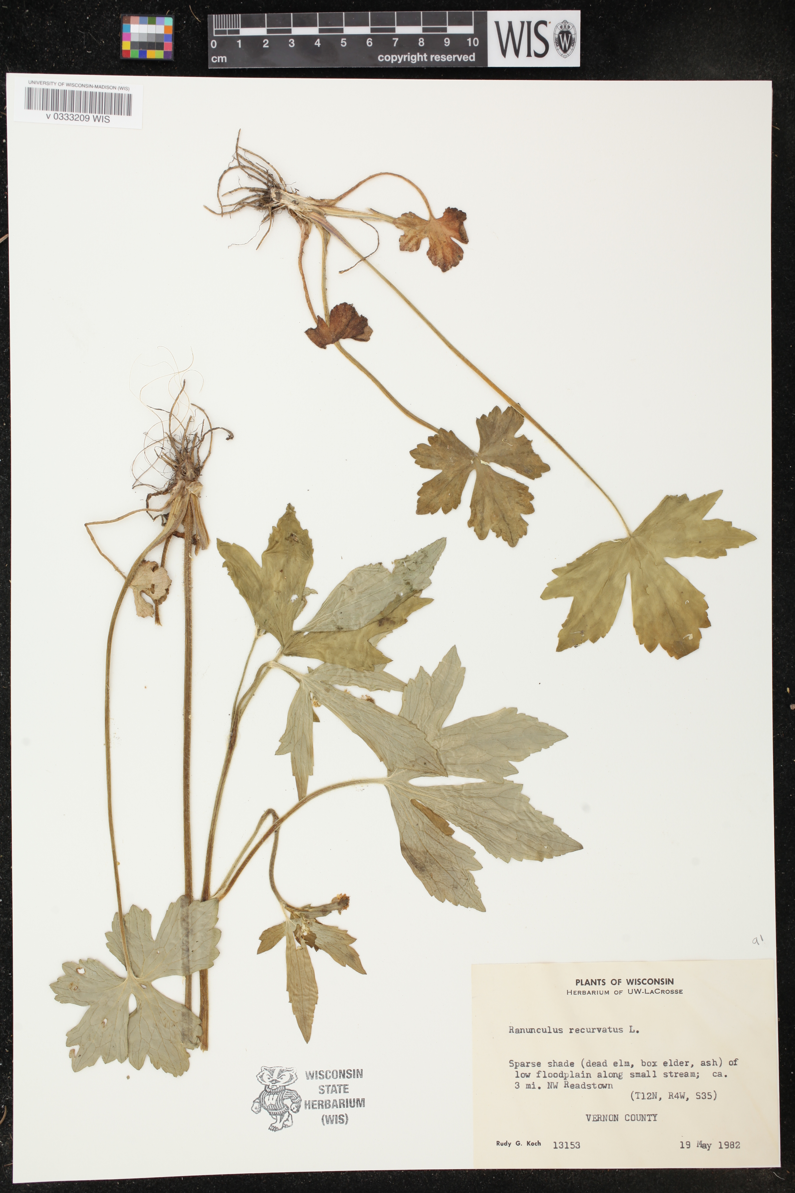 Ranunculus recurvatus image