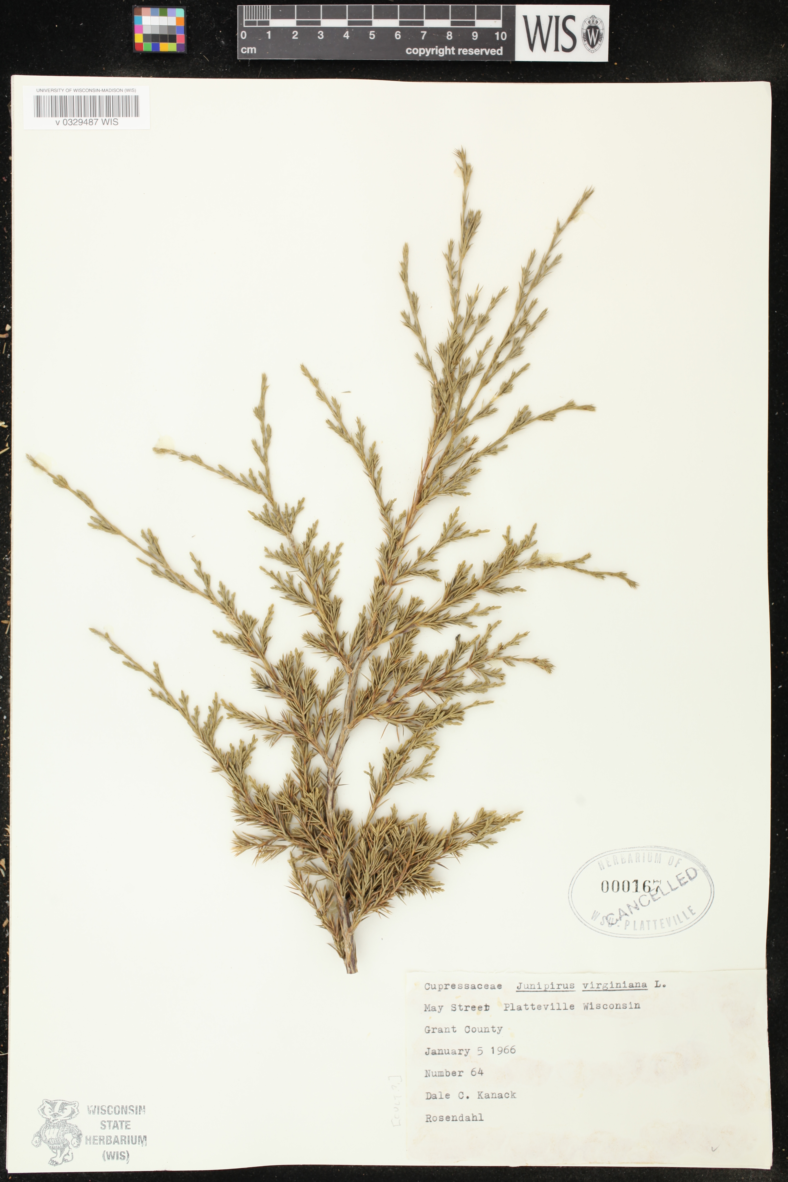 Juniperus virginiana image