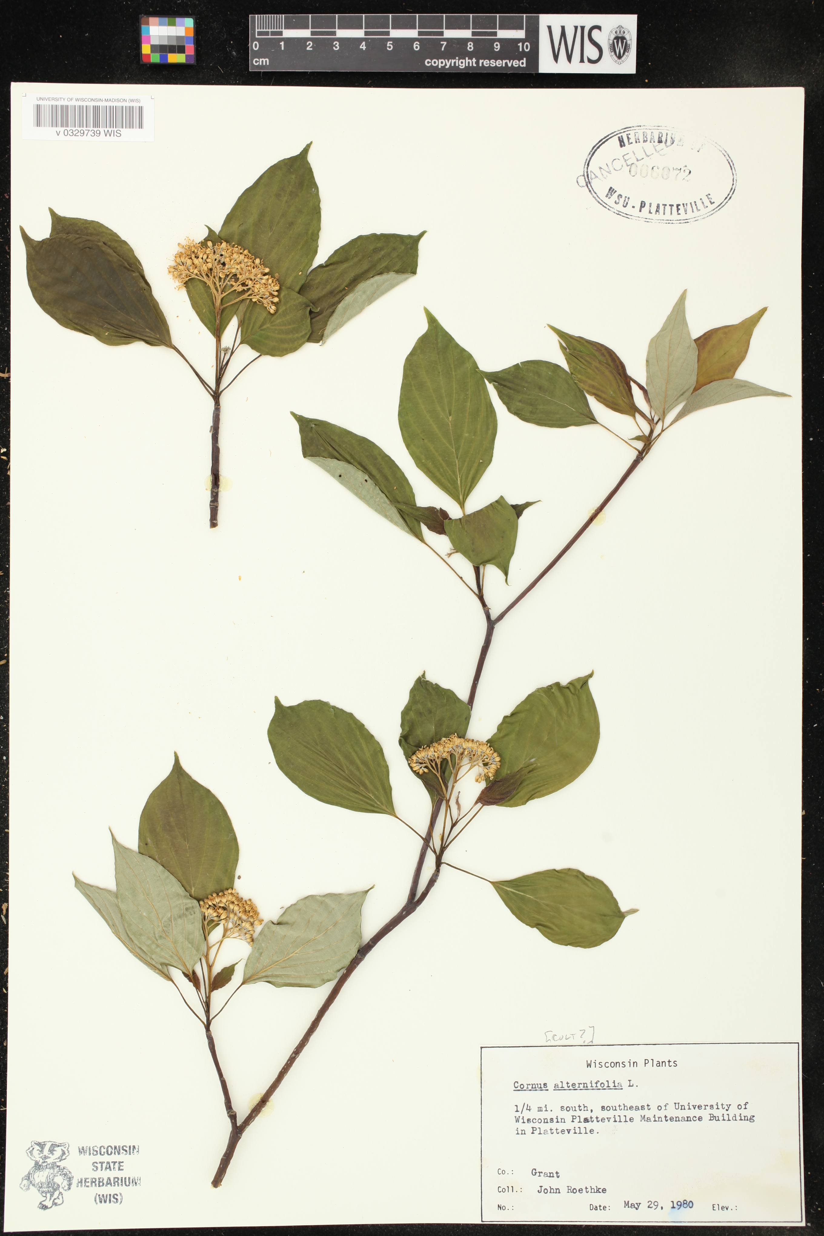 Cornus alternifolia image