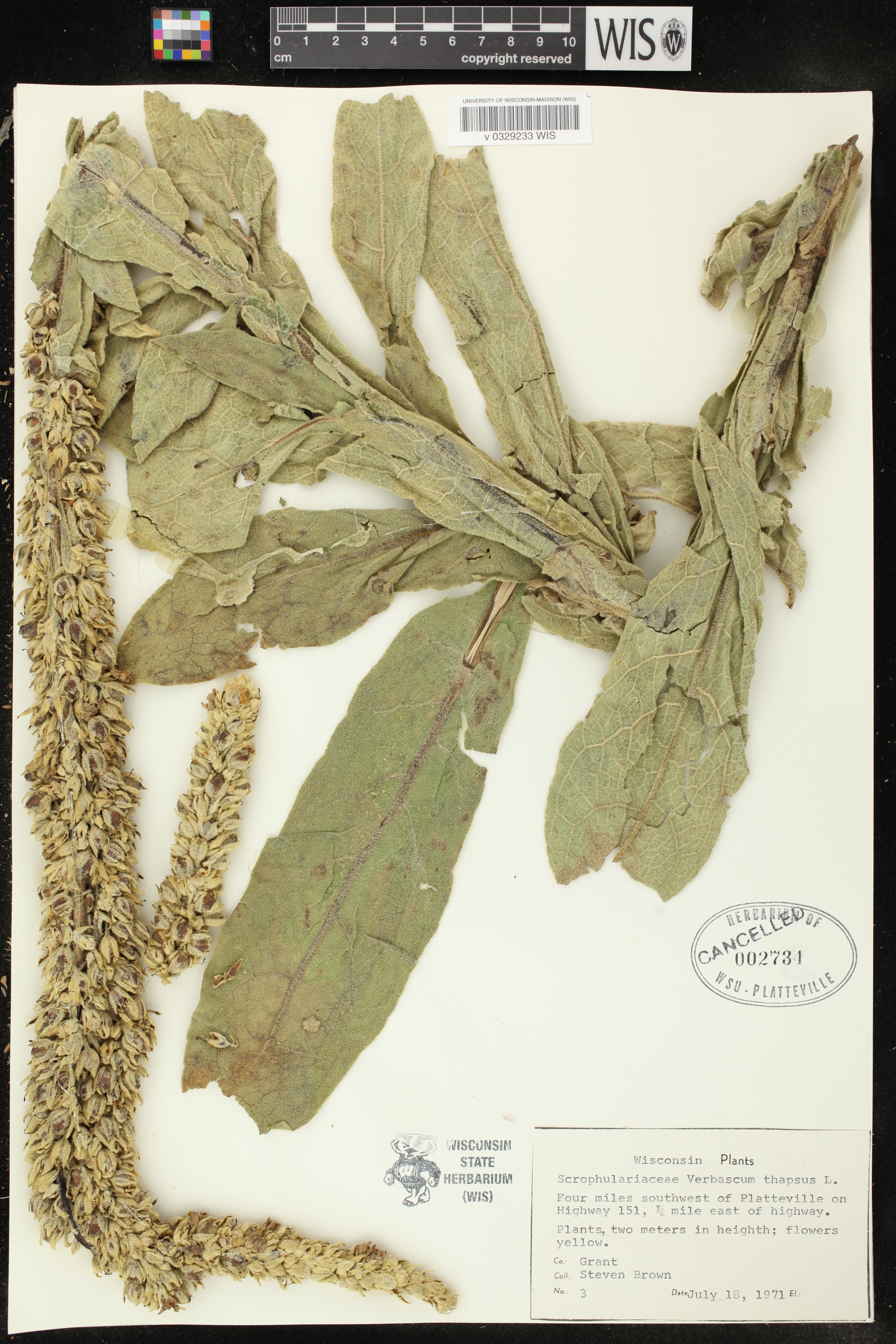 Verbascum thapsus image