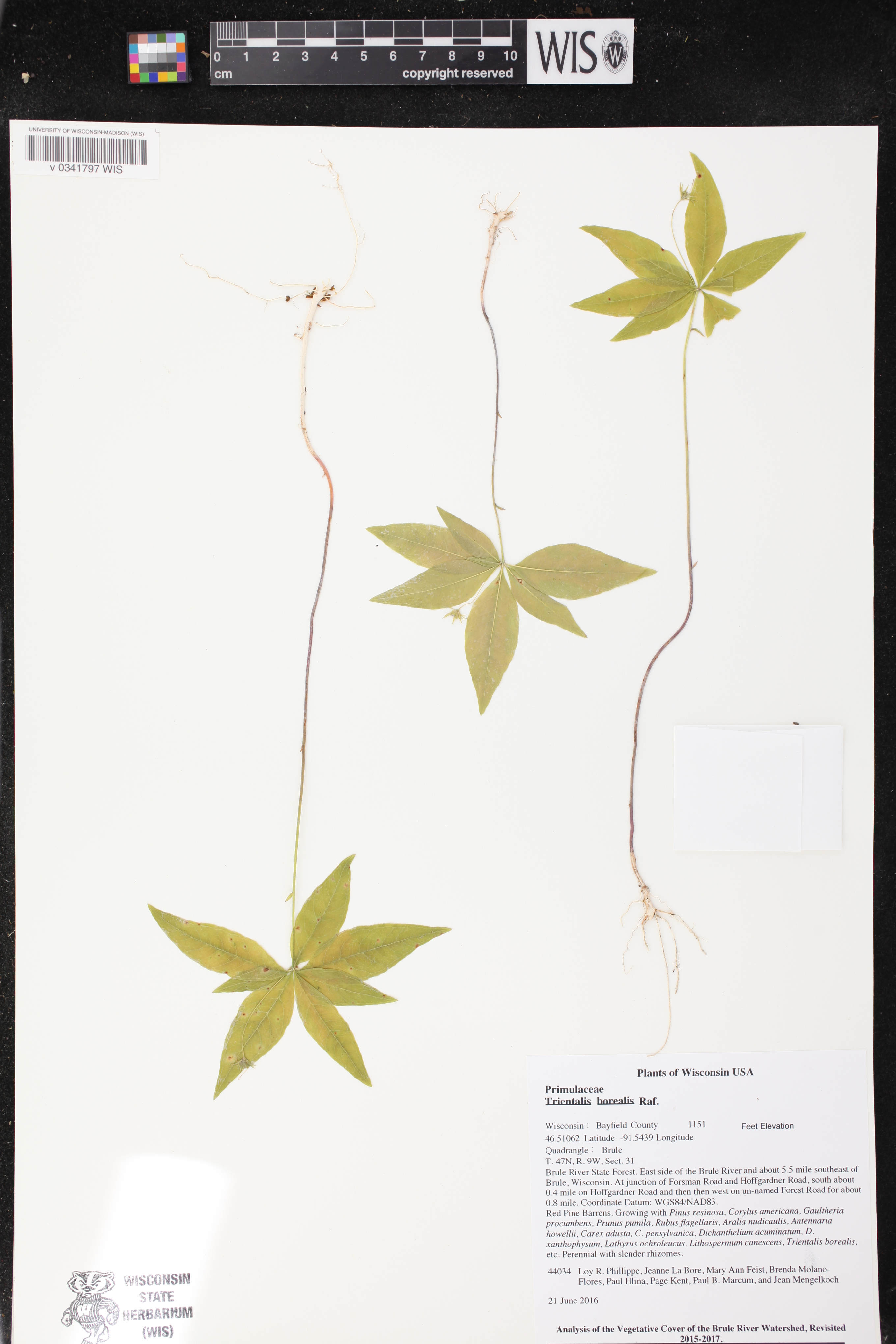 Trientalis borealis image