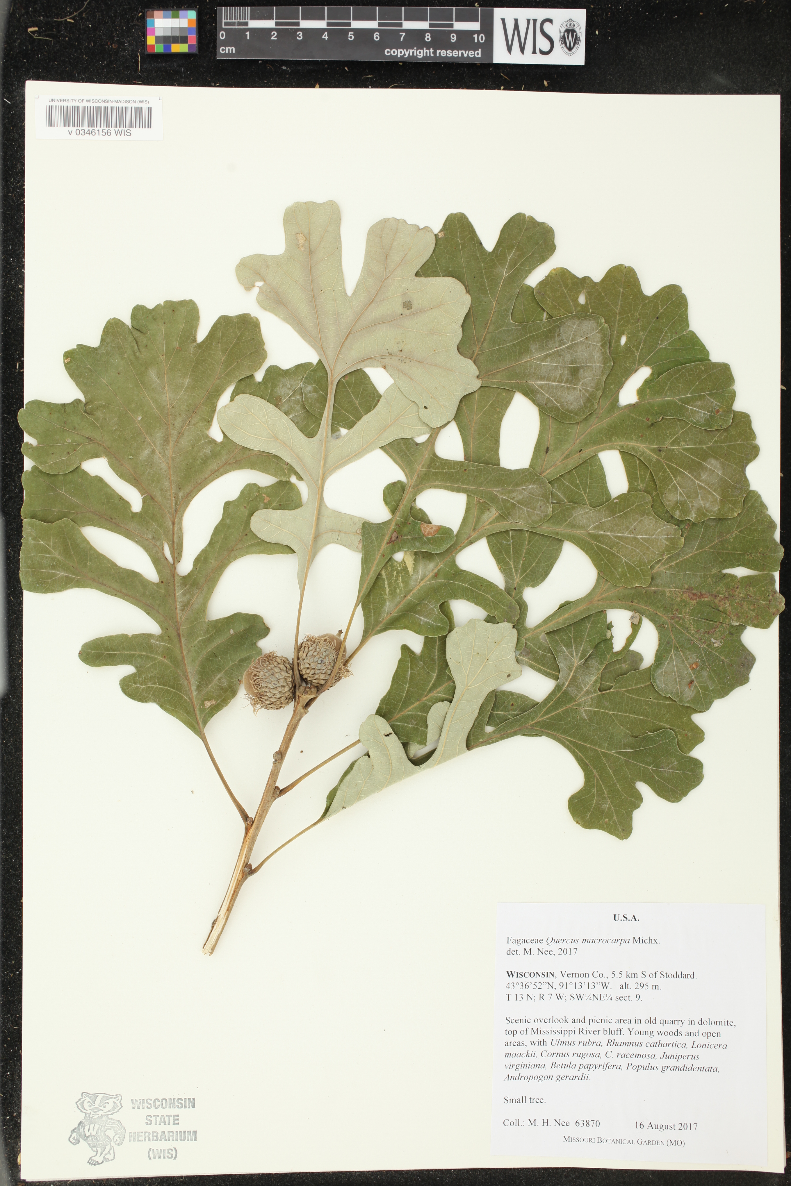Quercus macrocarpa image