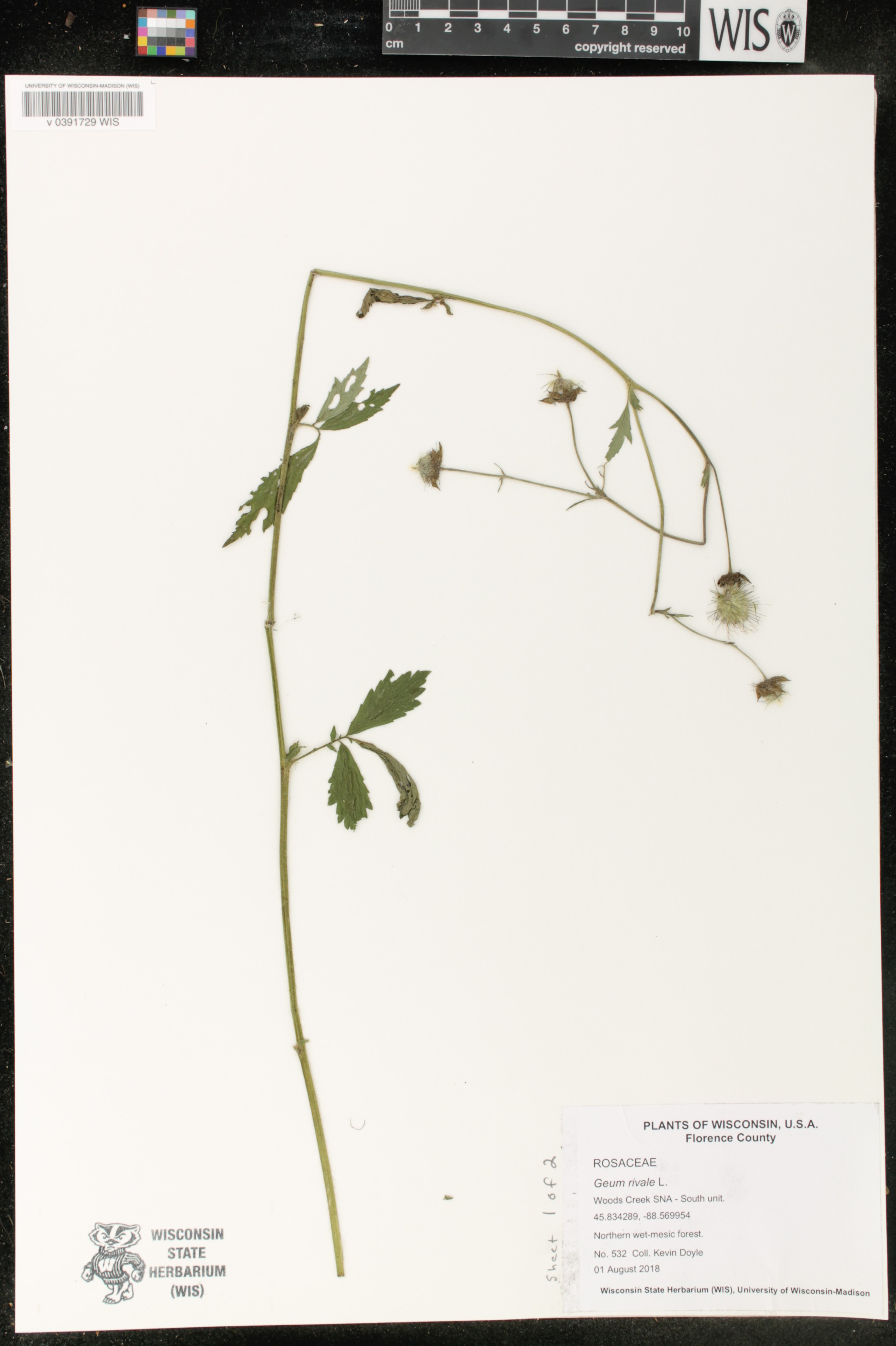 Geum rivale image