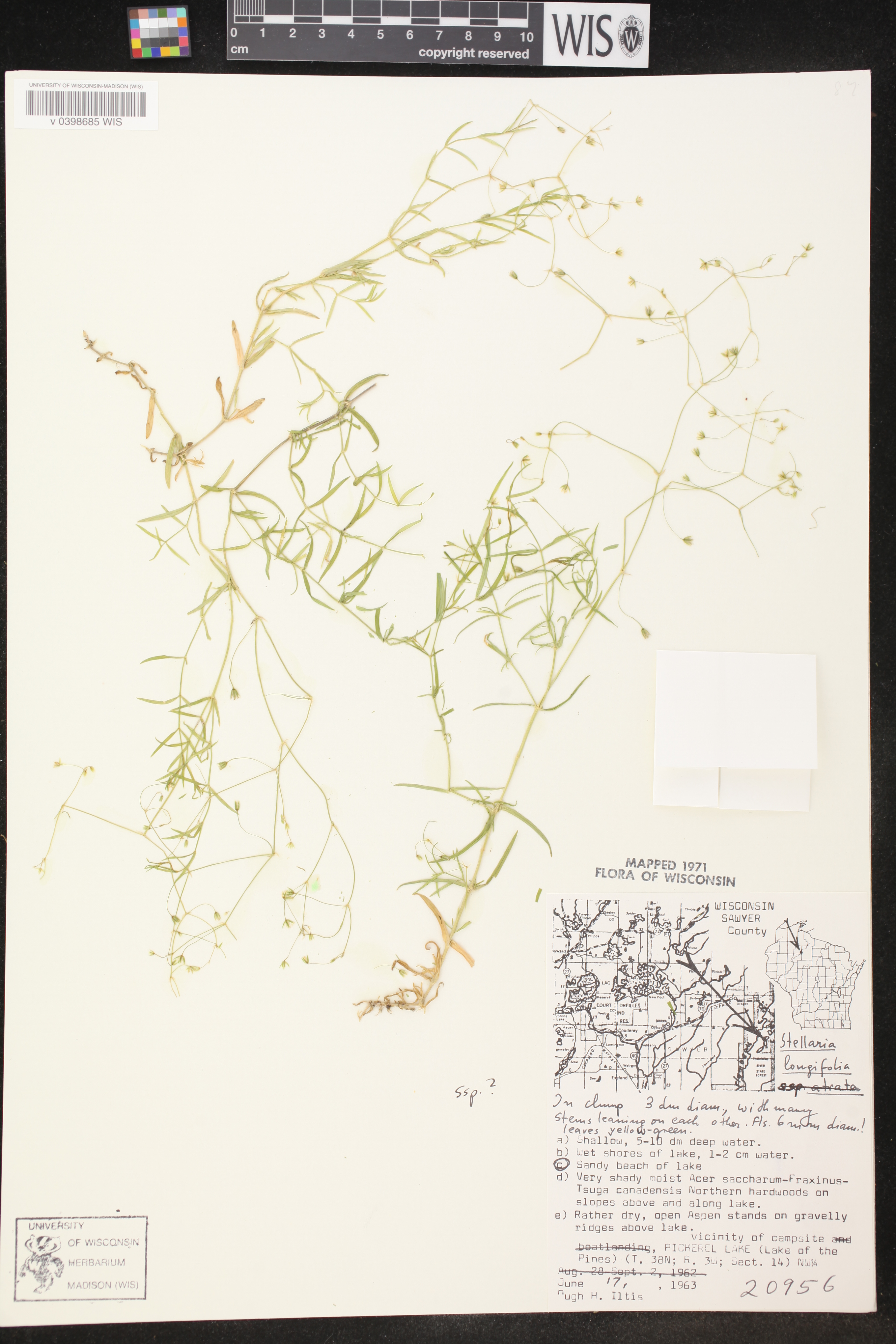 Stellaria longifolia image