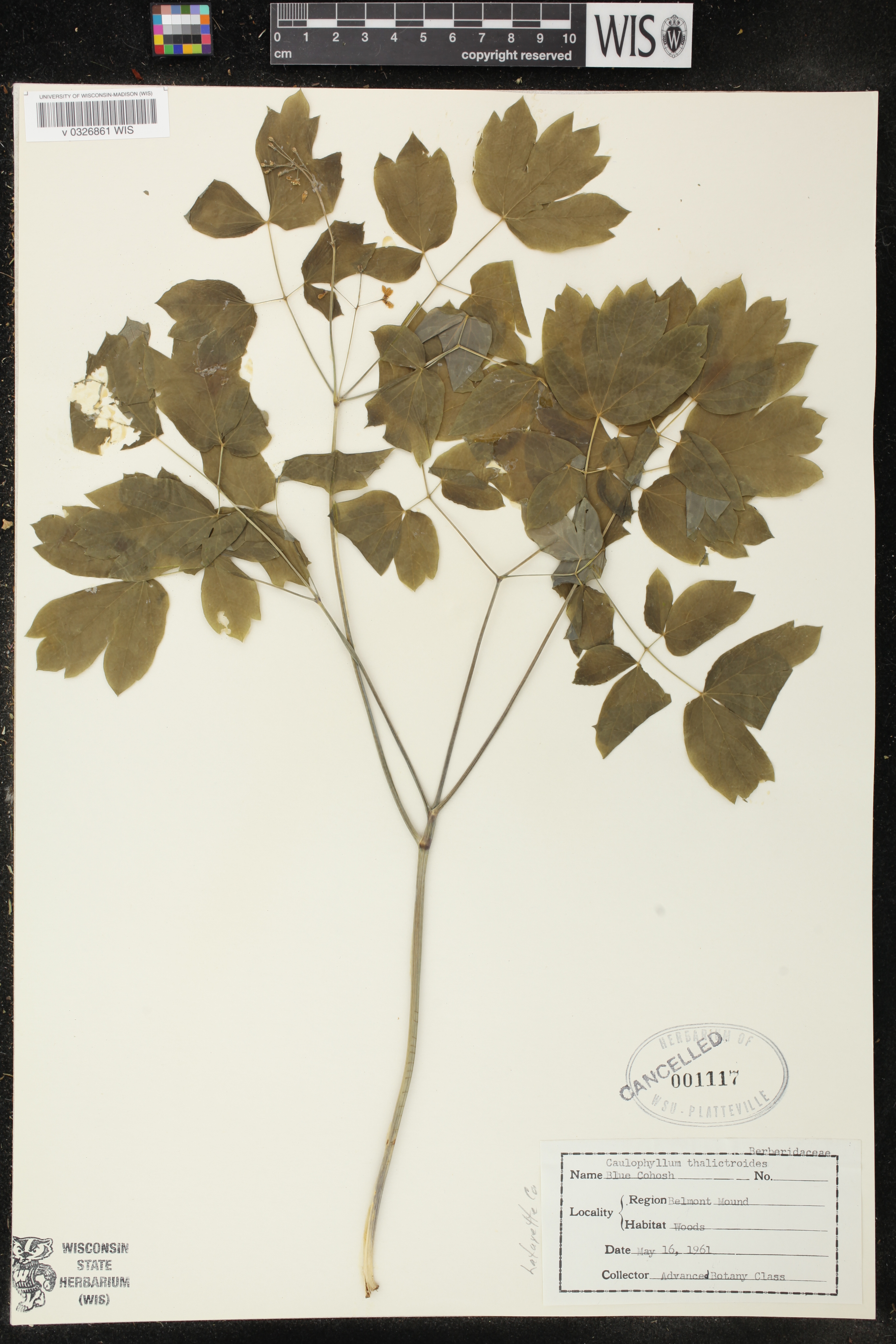 Caulophyllum thalictroides image