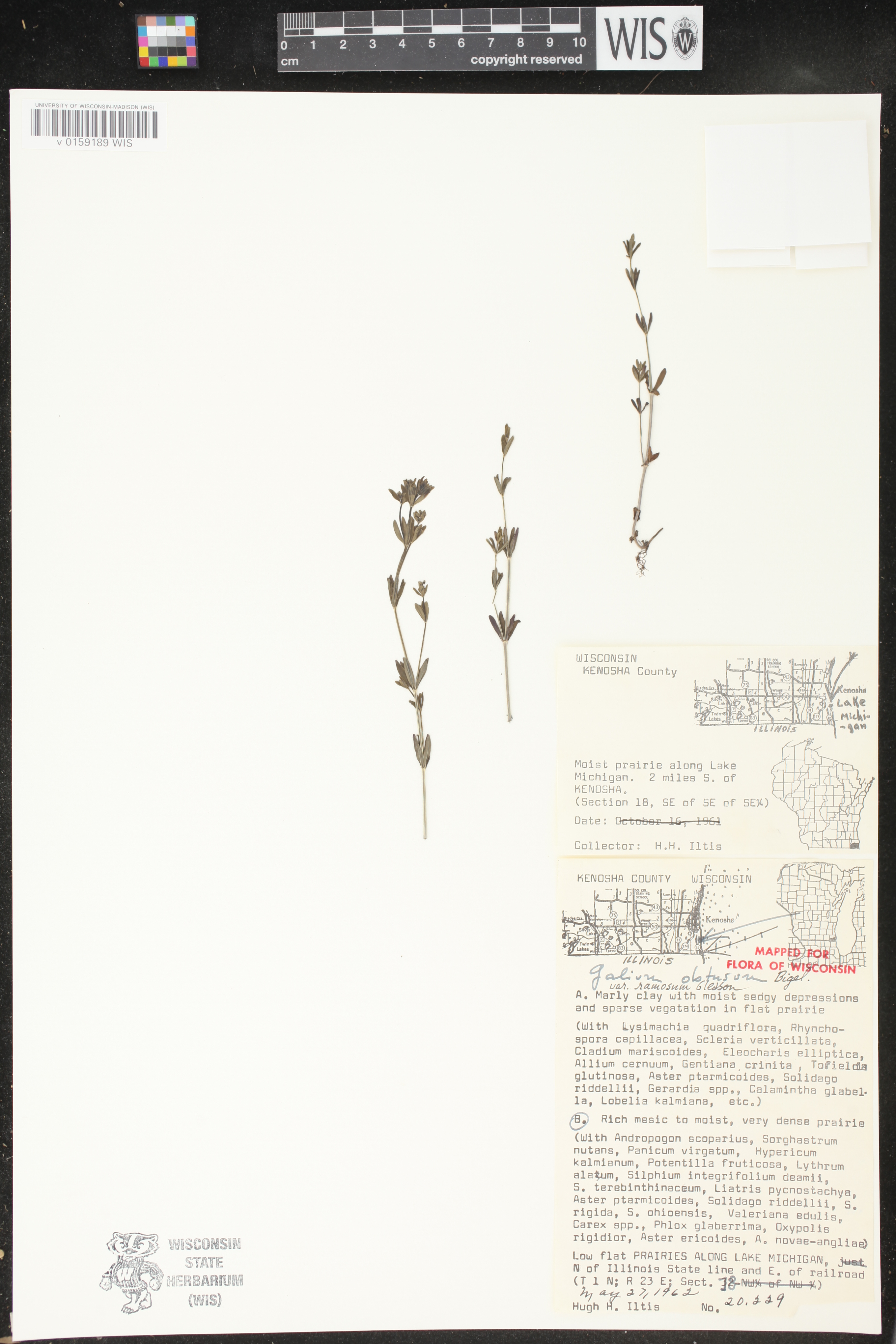 Galium obtusum subsp. obtusum image