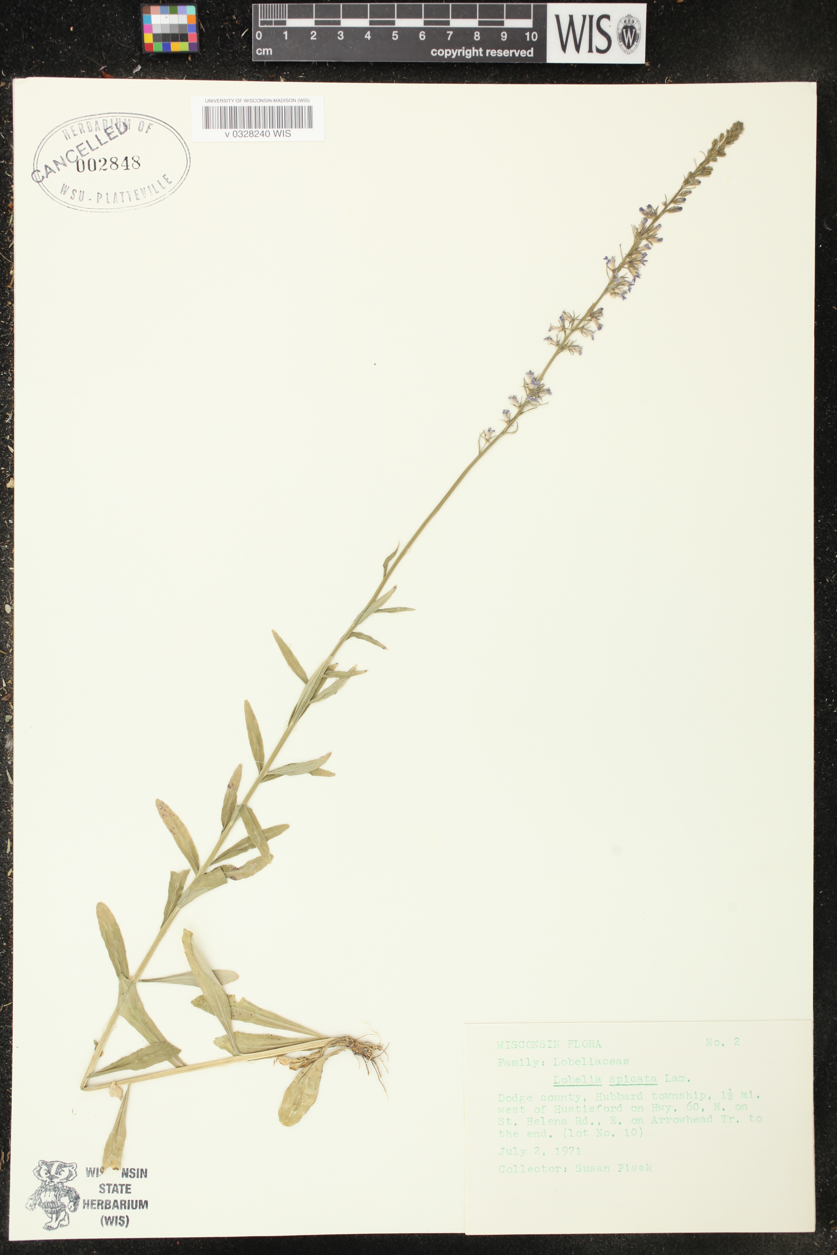 Lobelia spicata image