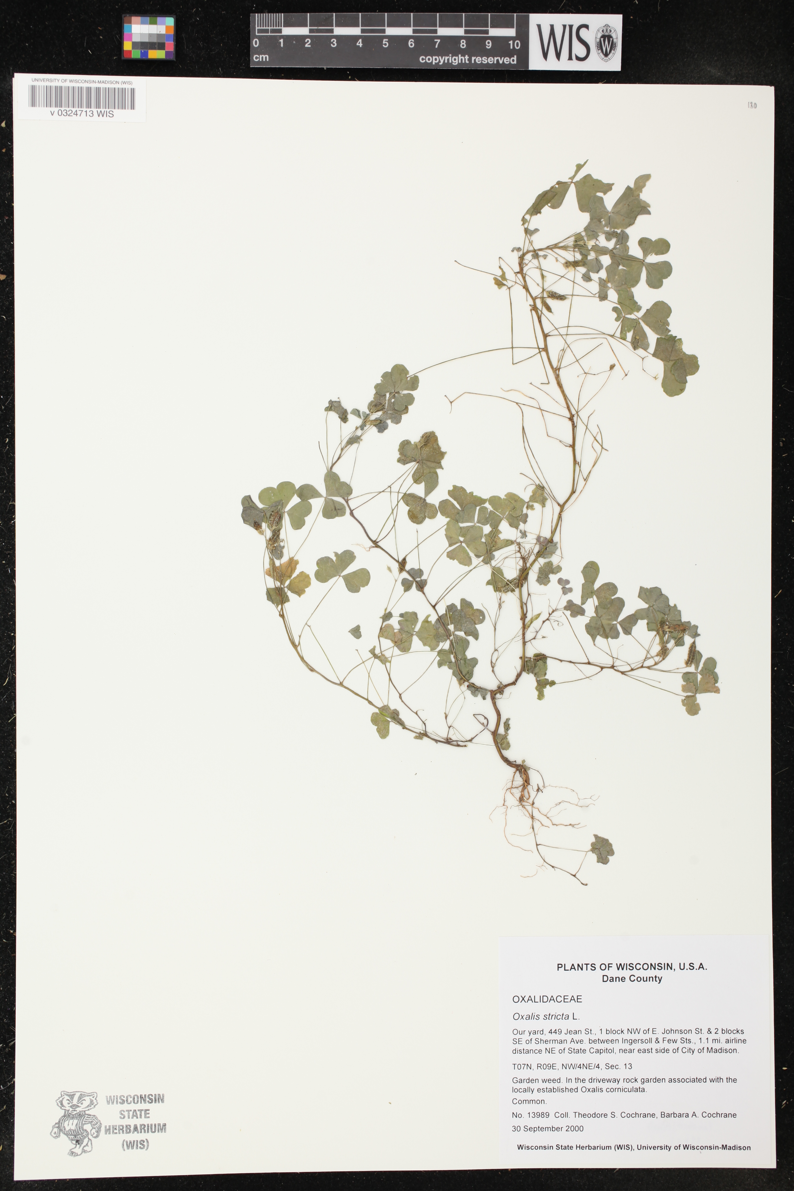 Oxalis stricta image