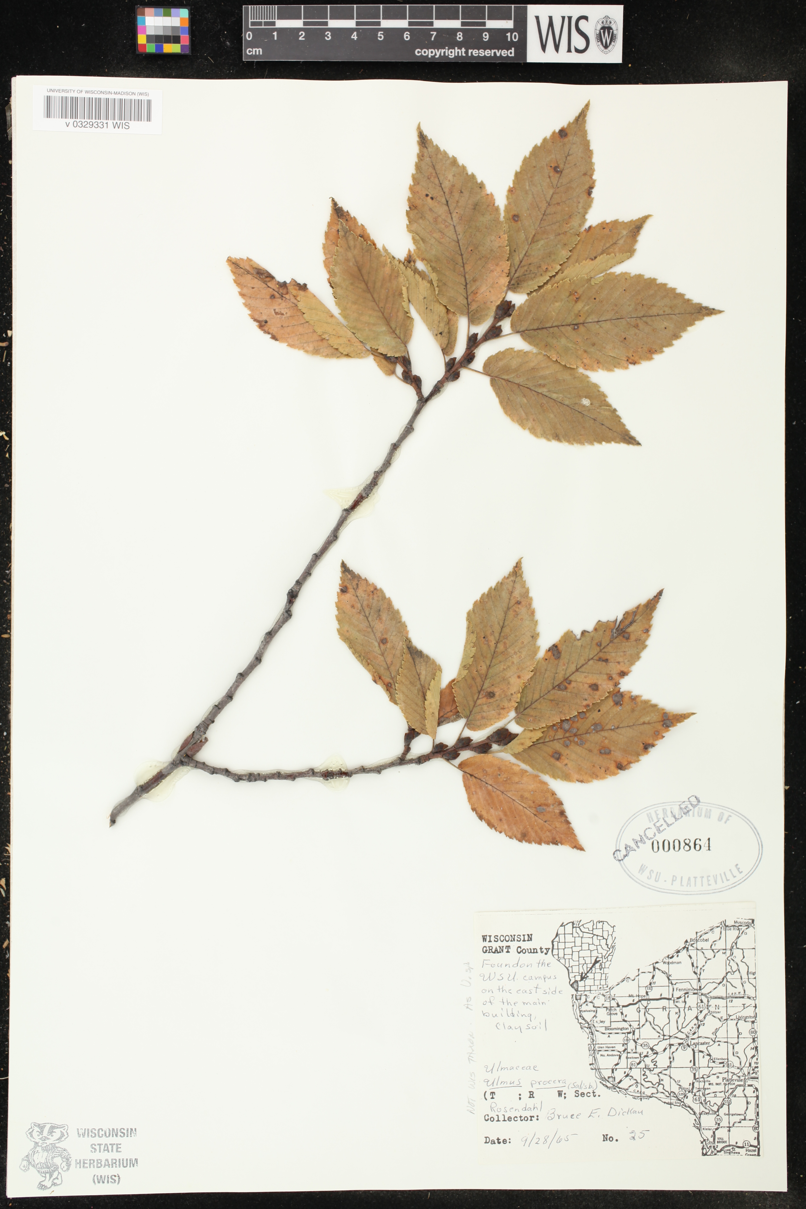 Ulmus thomasii image