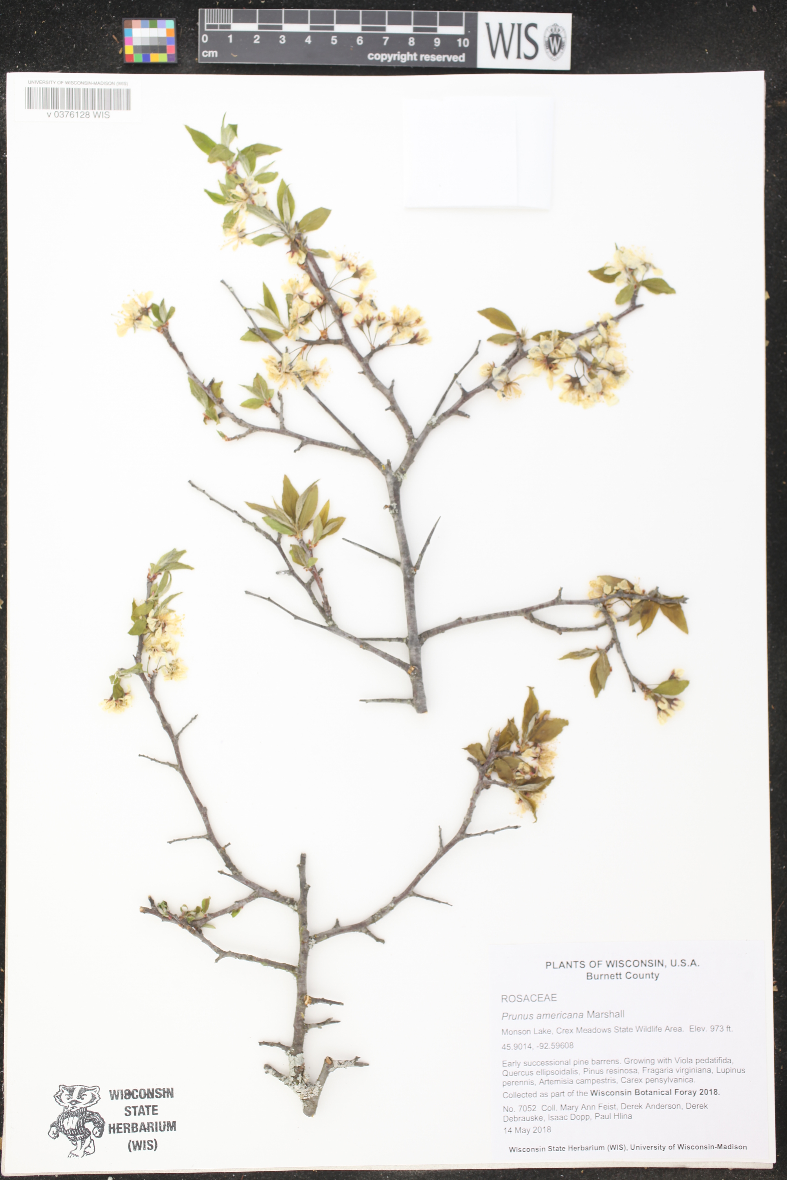 Prunus americana image