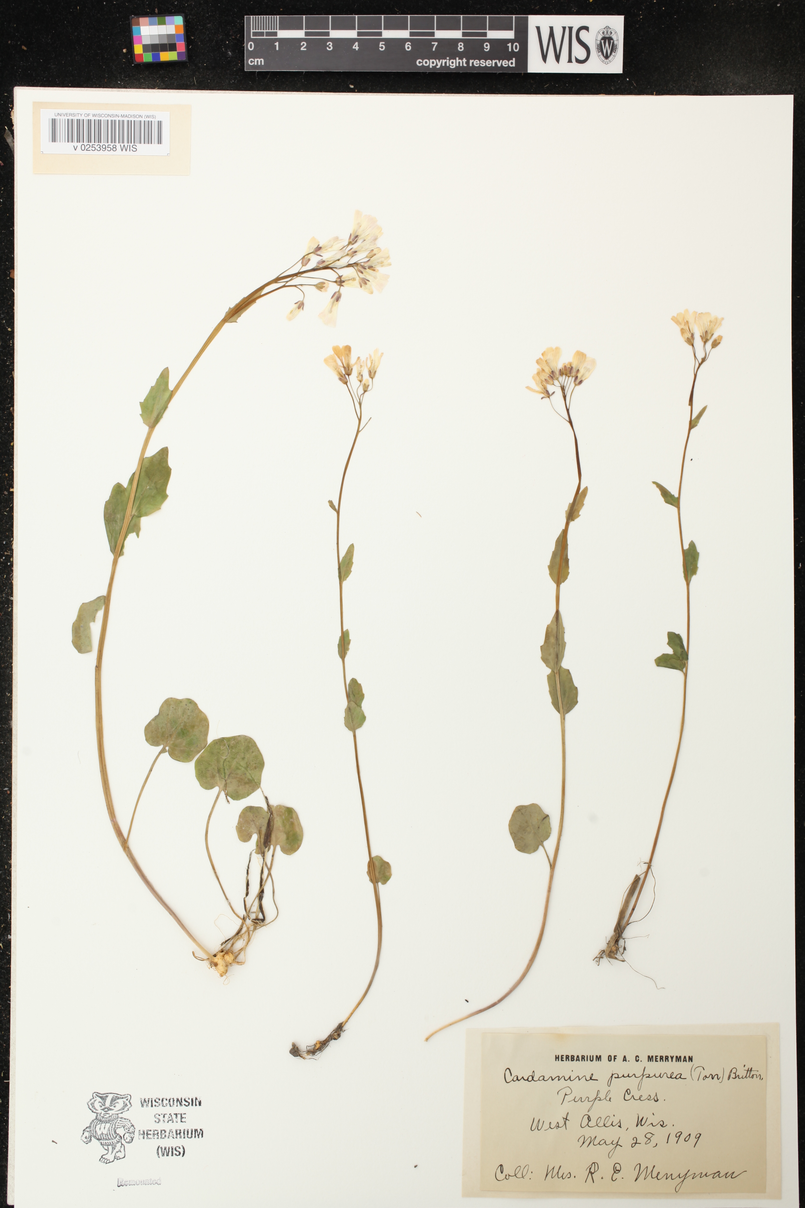 Cardamine douglassii image