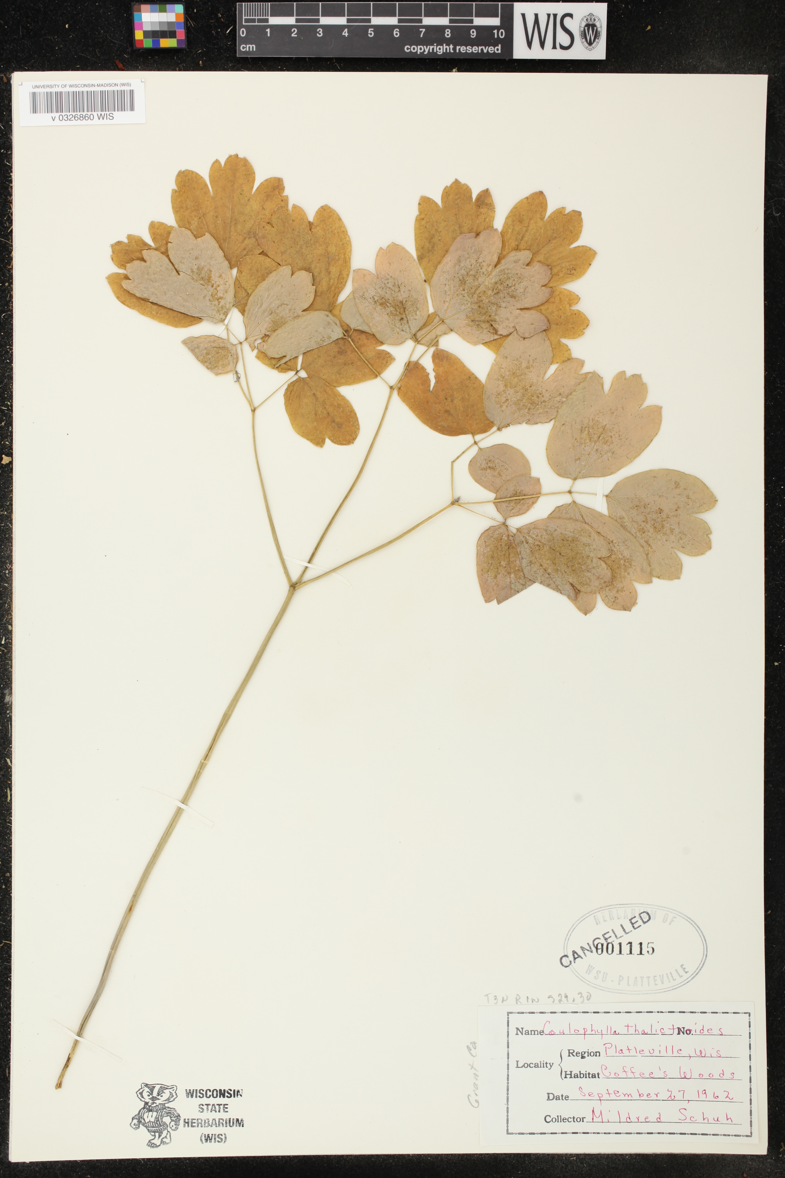 Caulophyllum thalictroides image
