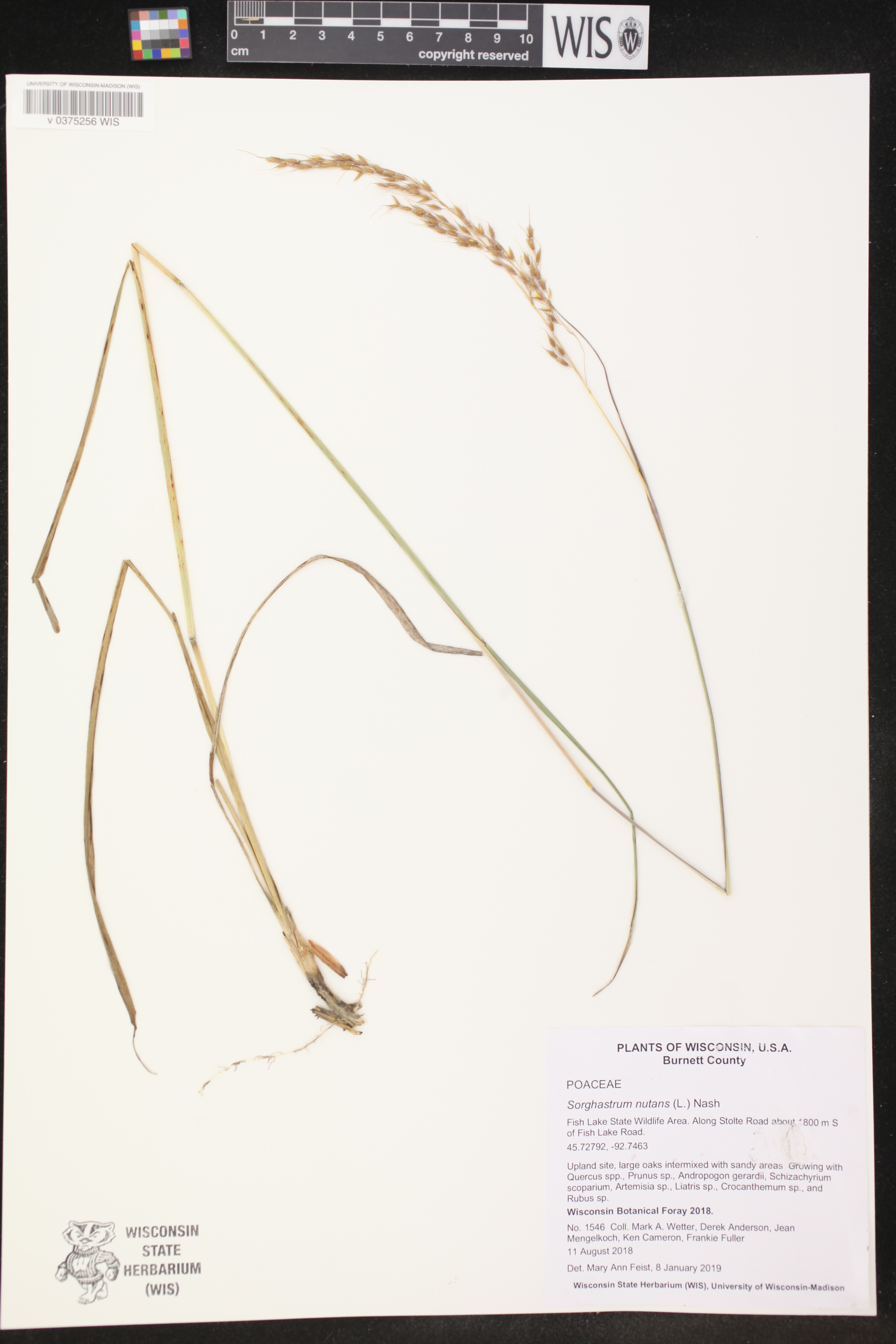 Sorghastrum nutans image