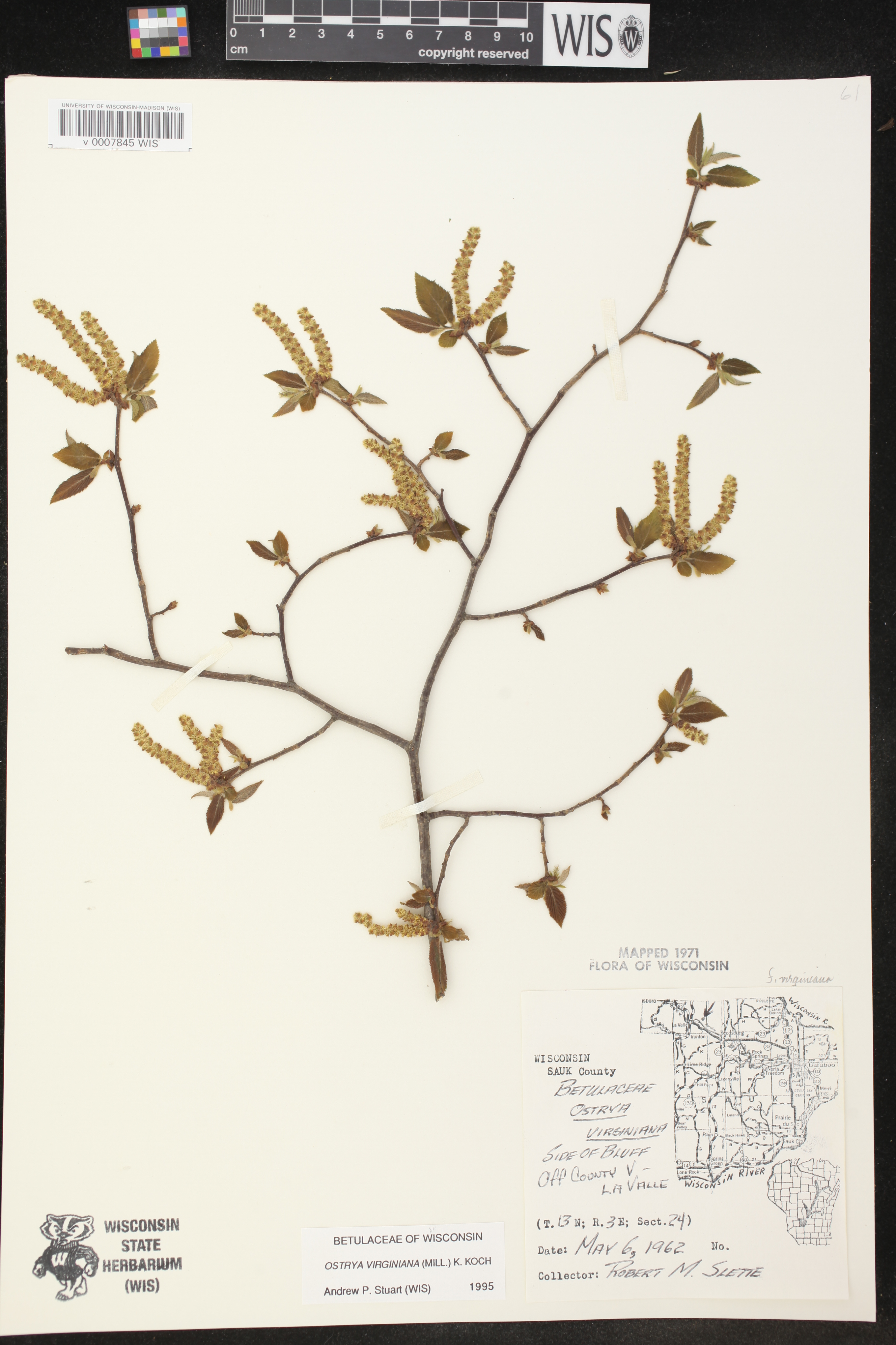 Ostrya virginiana image