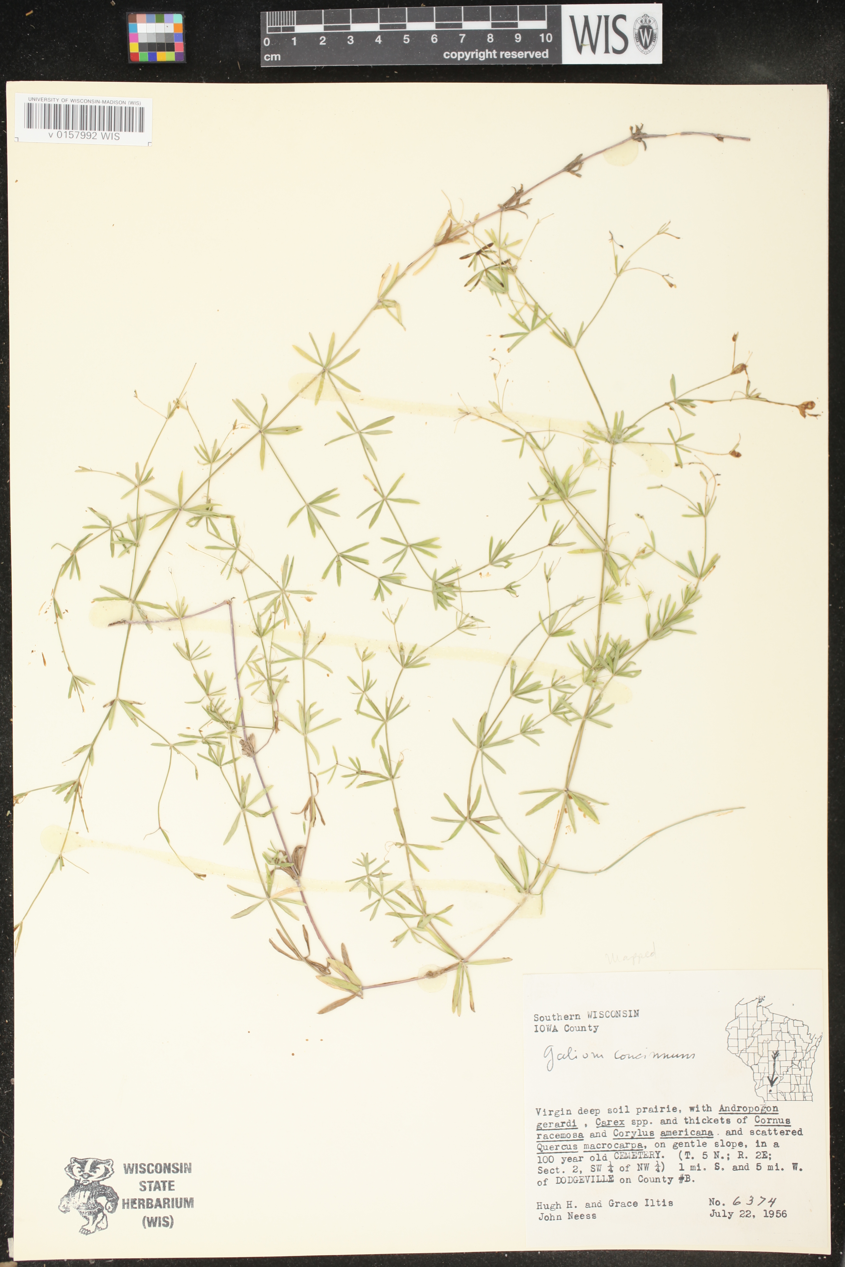 Galium concinnum image