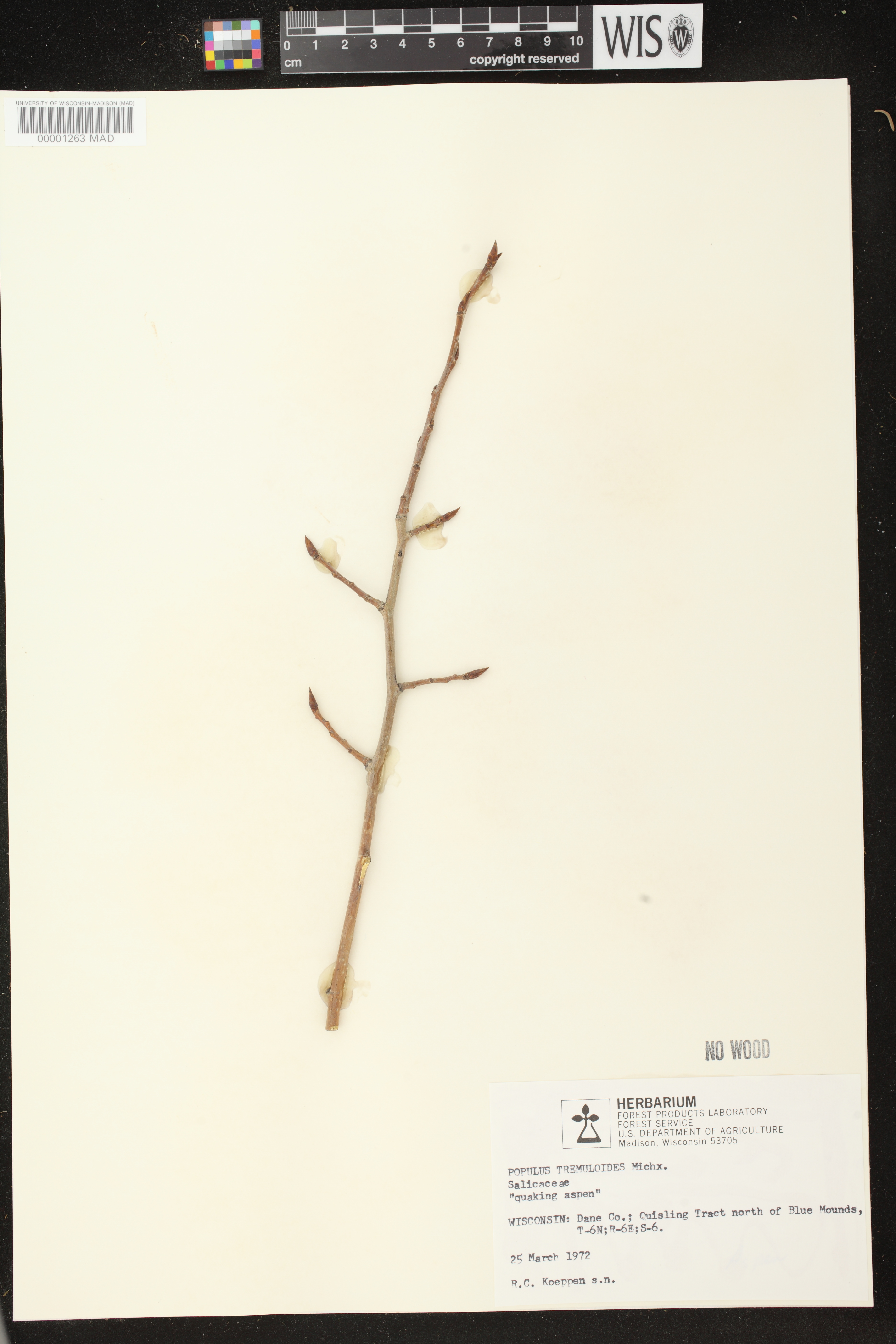 Populus tremuloides image