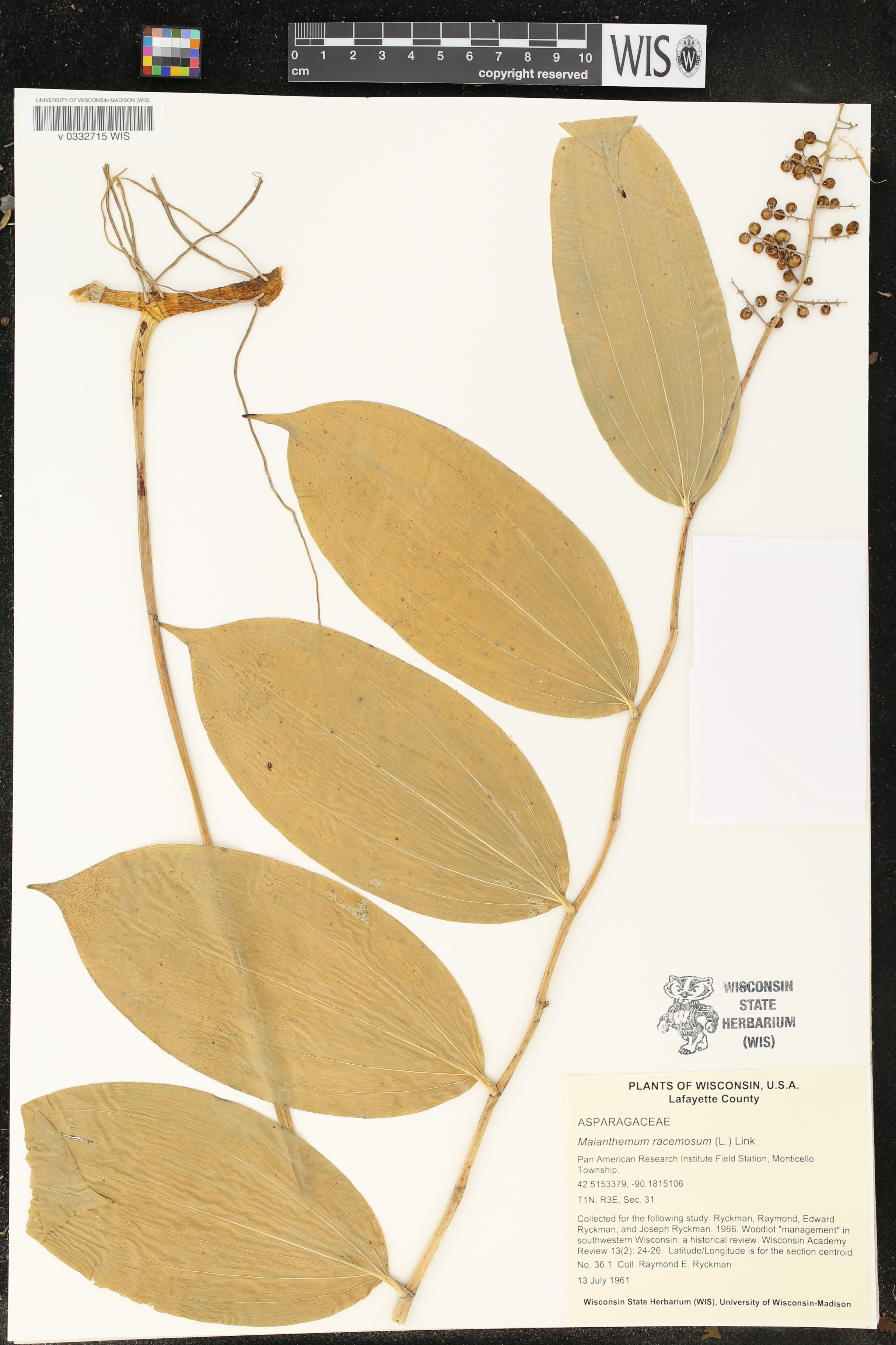 Maianthemum racemosum image