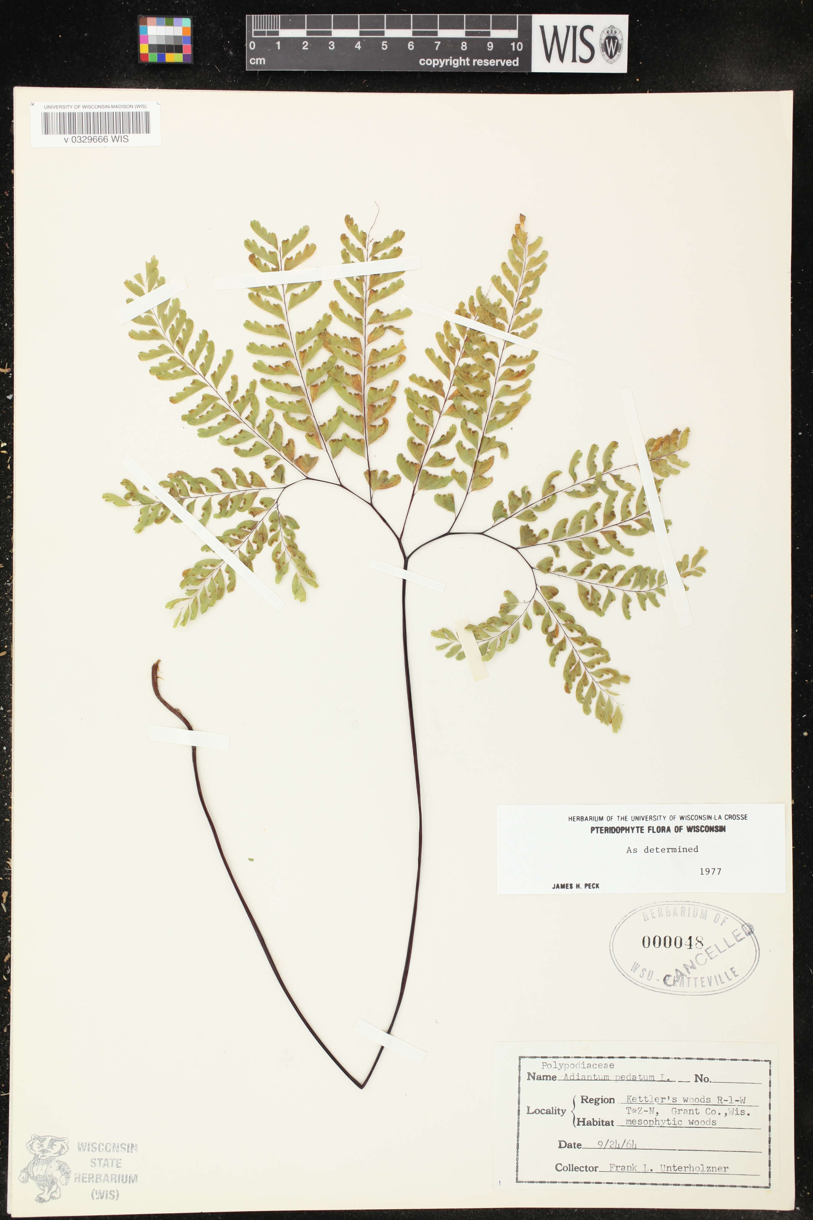 Adiantum pedatum image