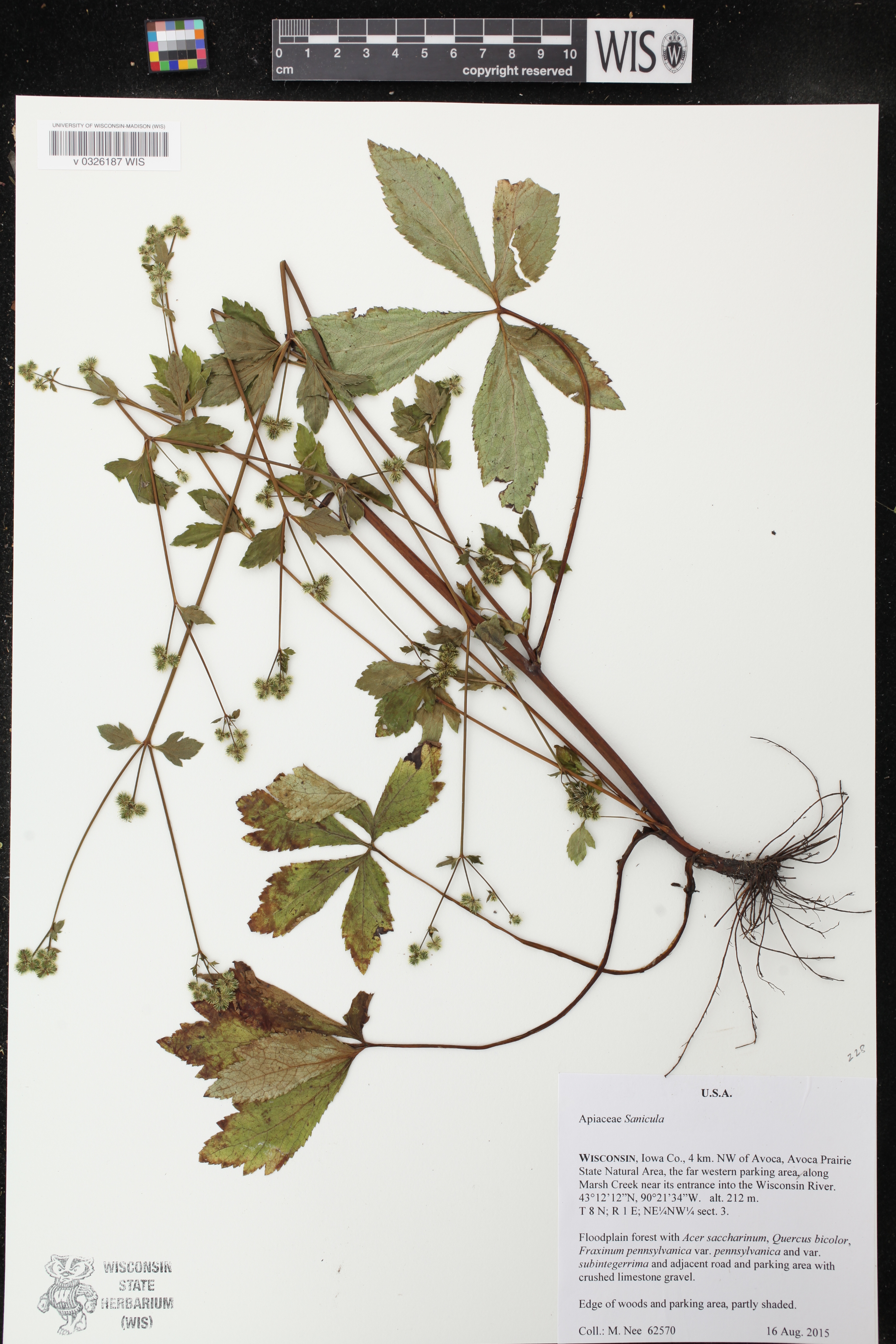 Sanicula canadensis image