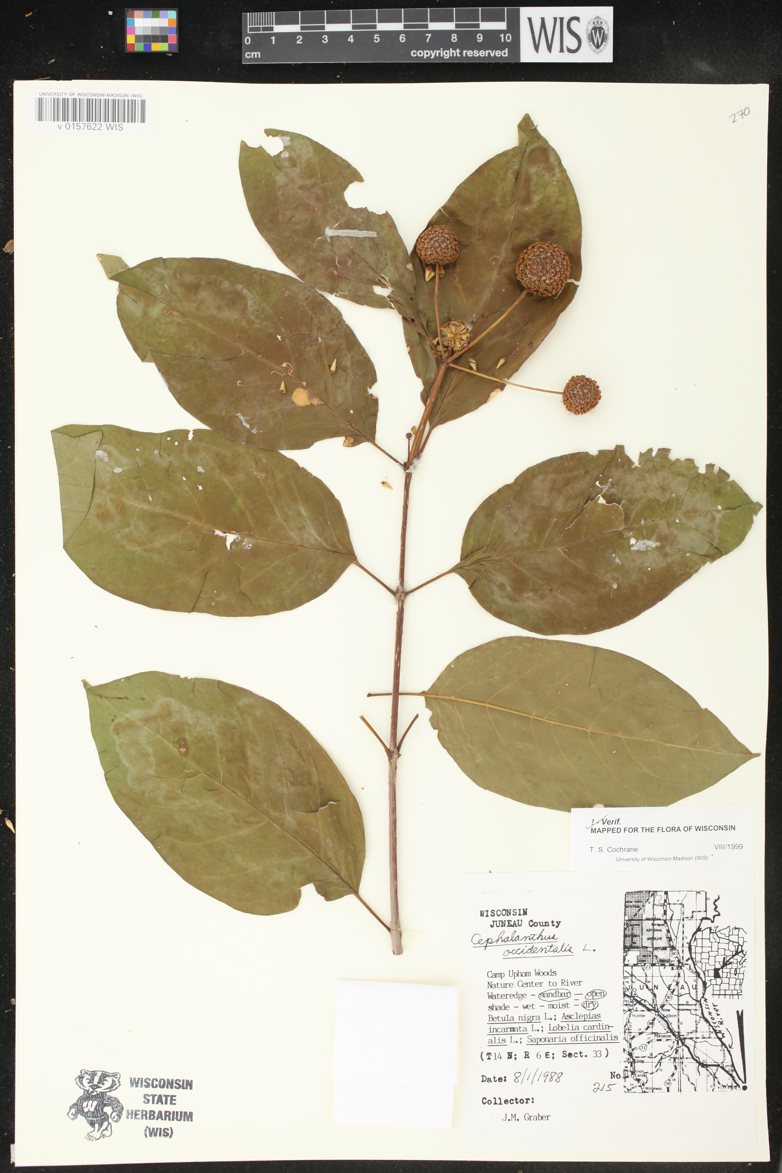 Cephalanthus occidentalis image