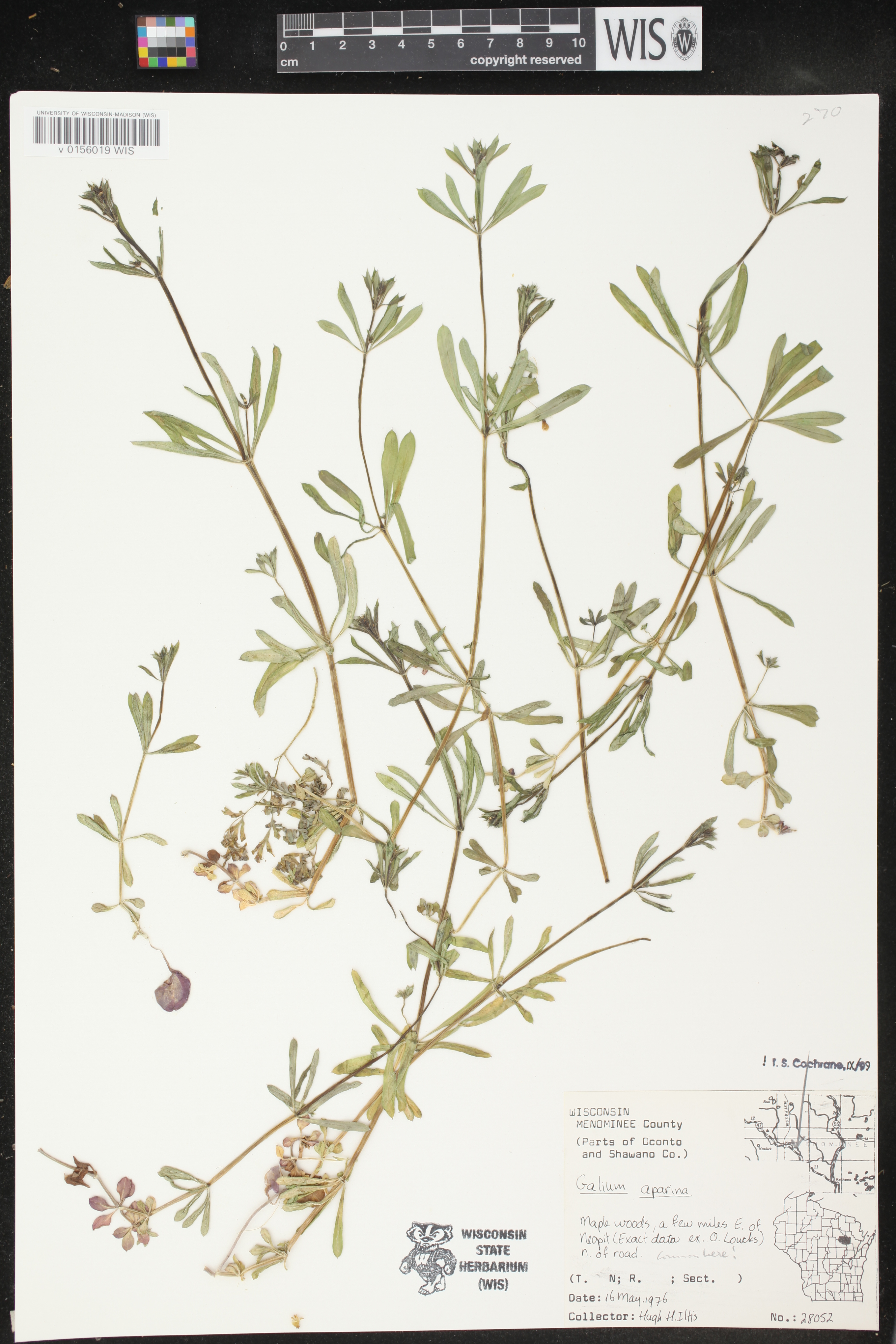 Galium aparine image