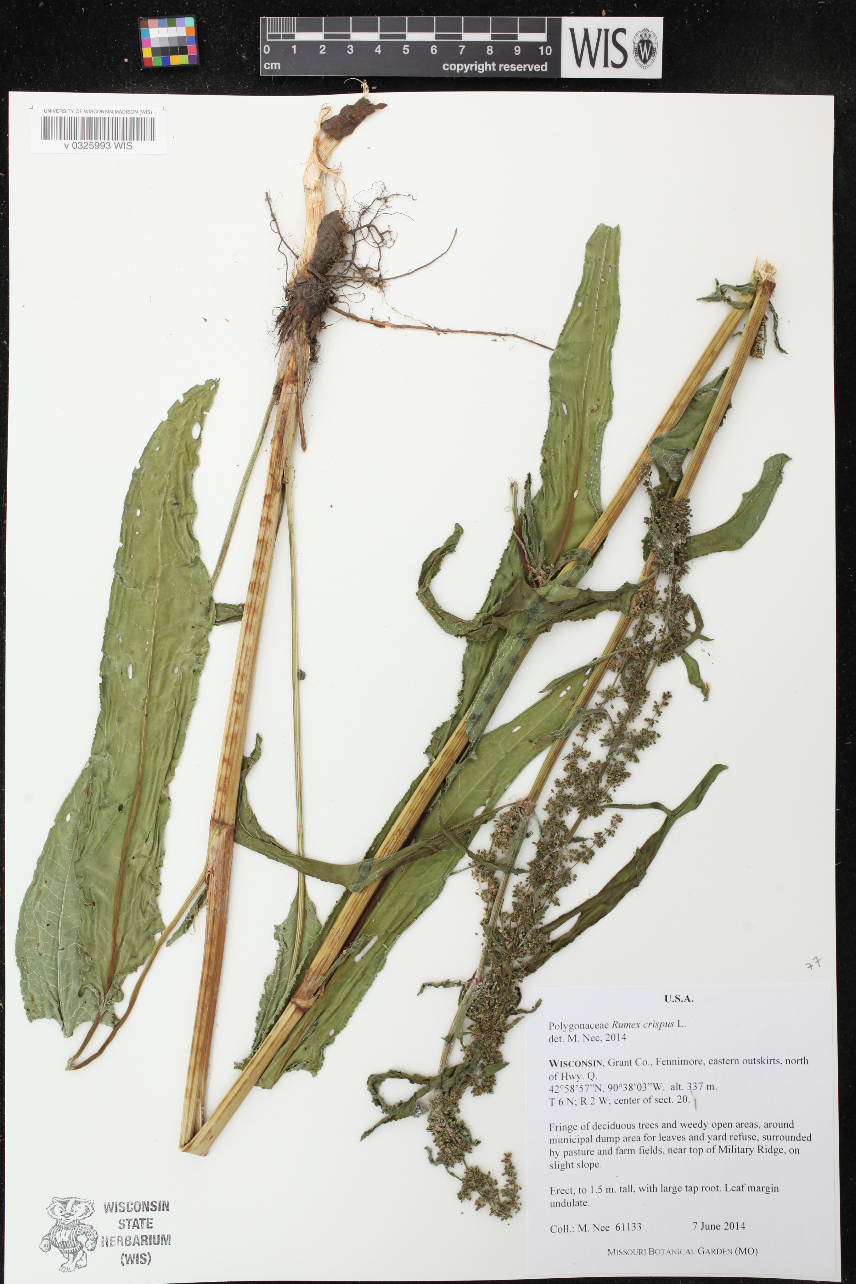 Rumex crispus image