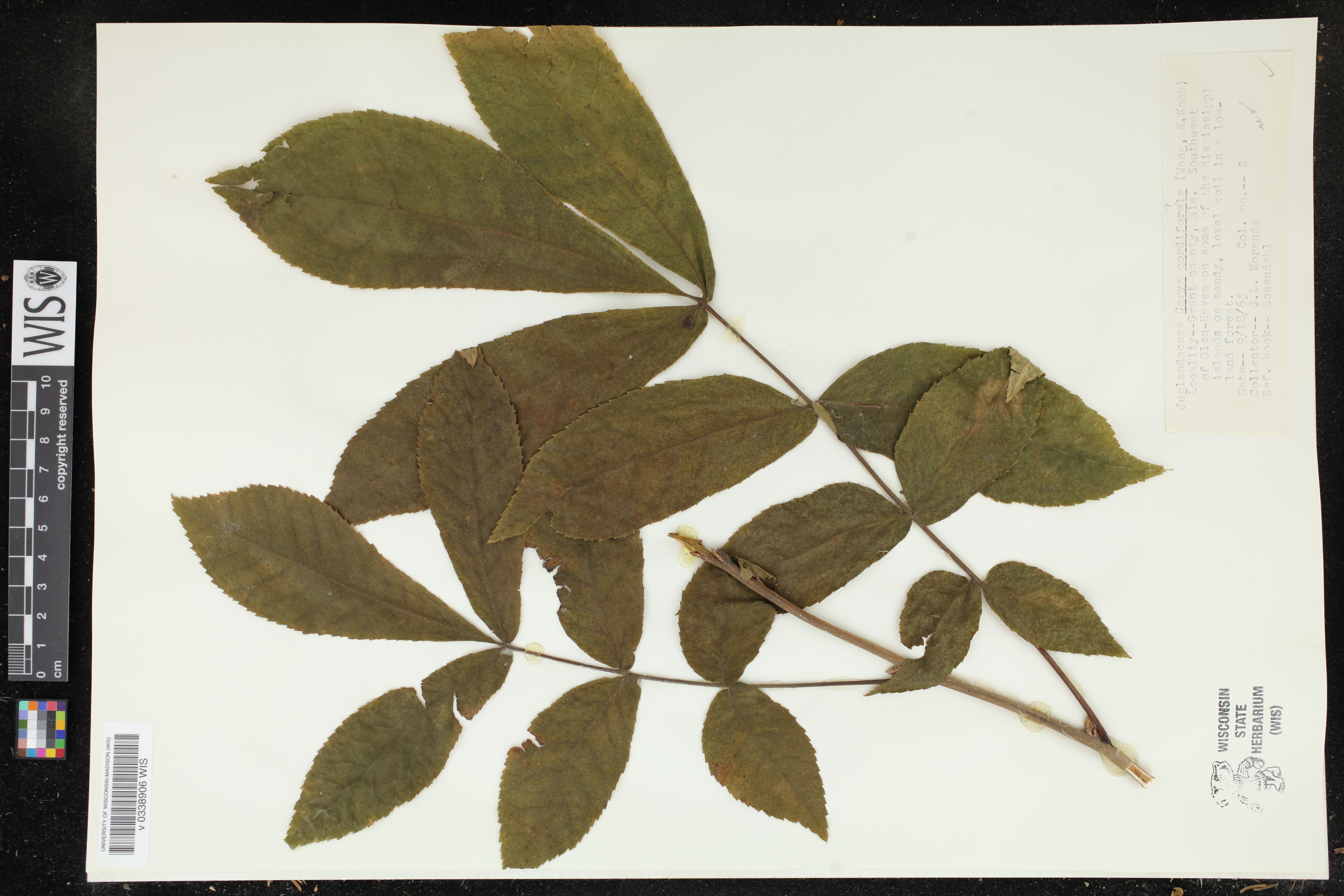 Carya cordiformis image