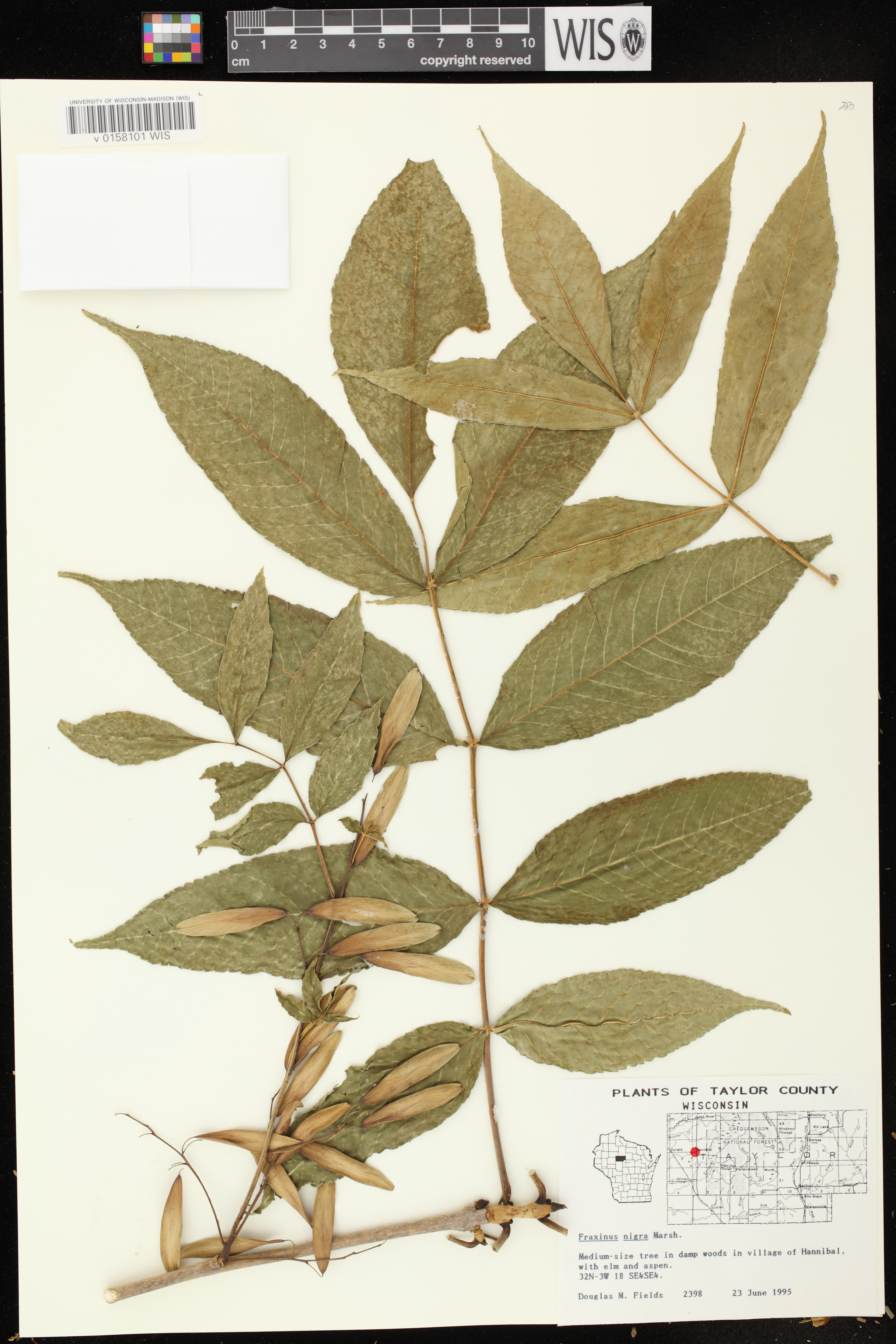 Fraxinus nigra image