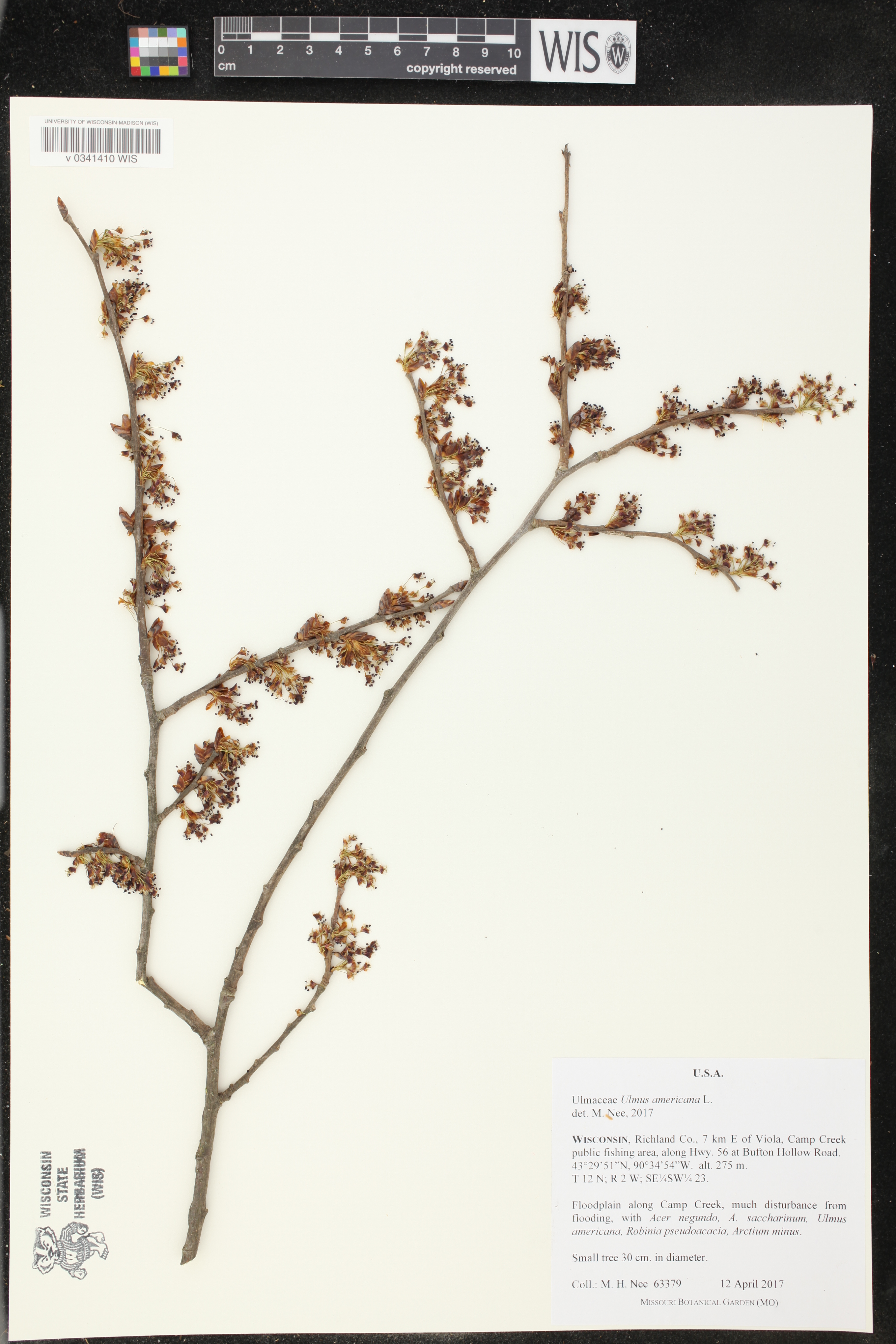 Ulmus americana image