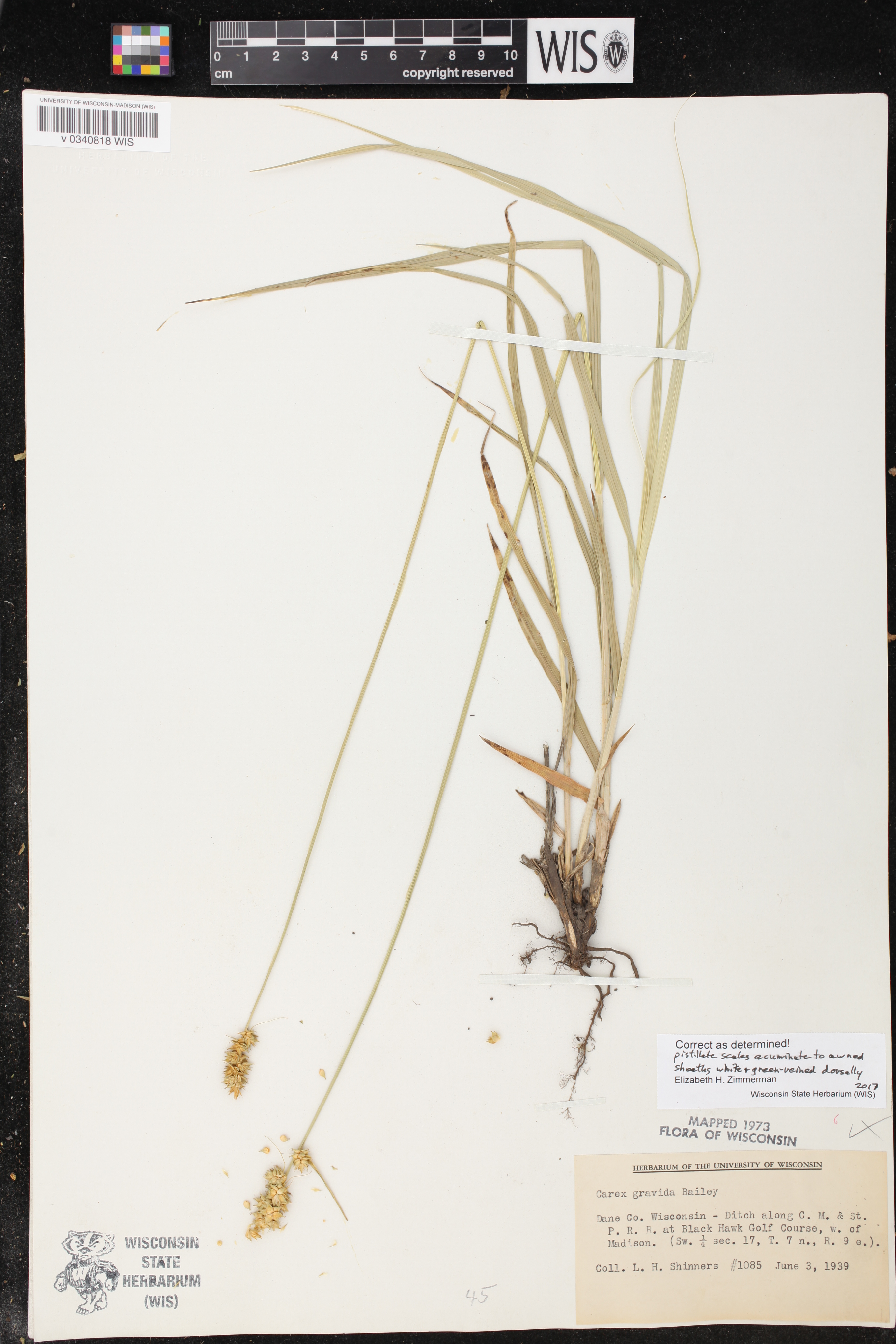 Carex gravida image