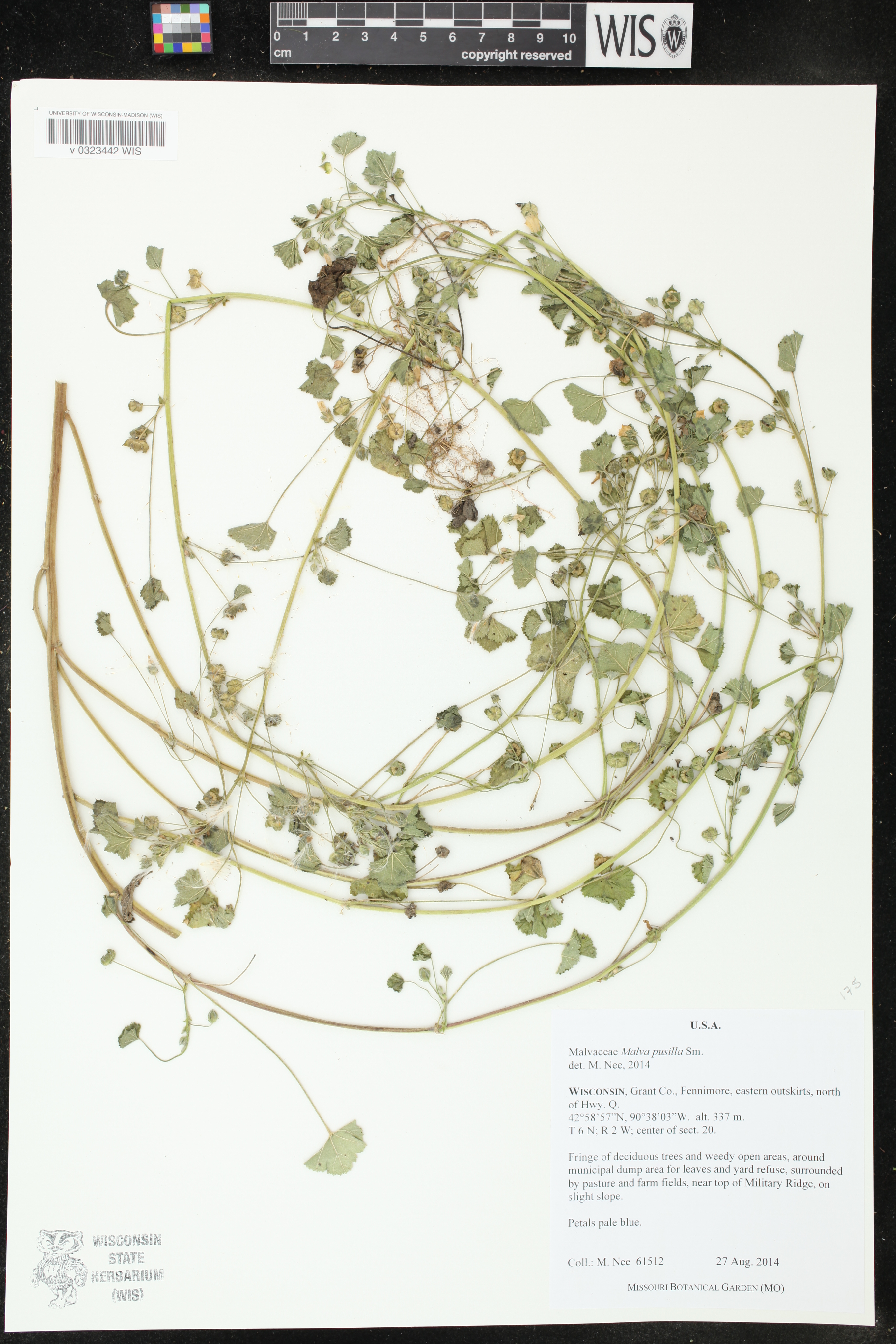 Malva neglecta image