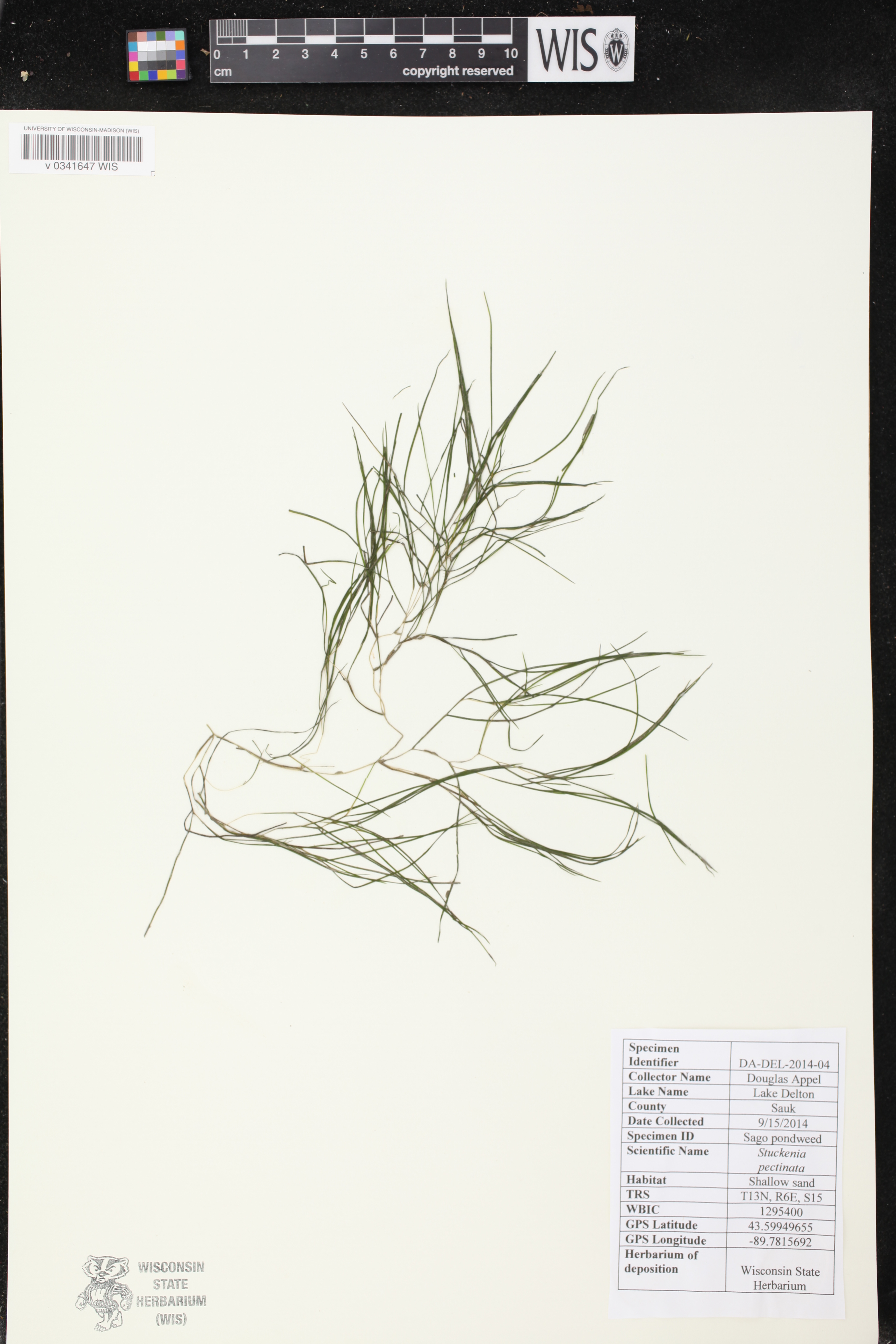 Stuckenia pectinata image
