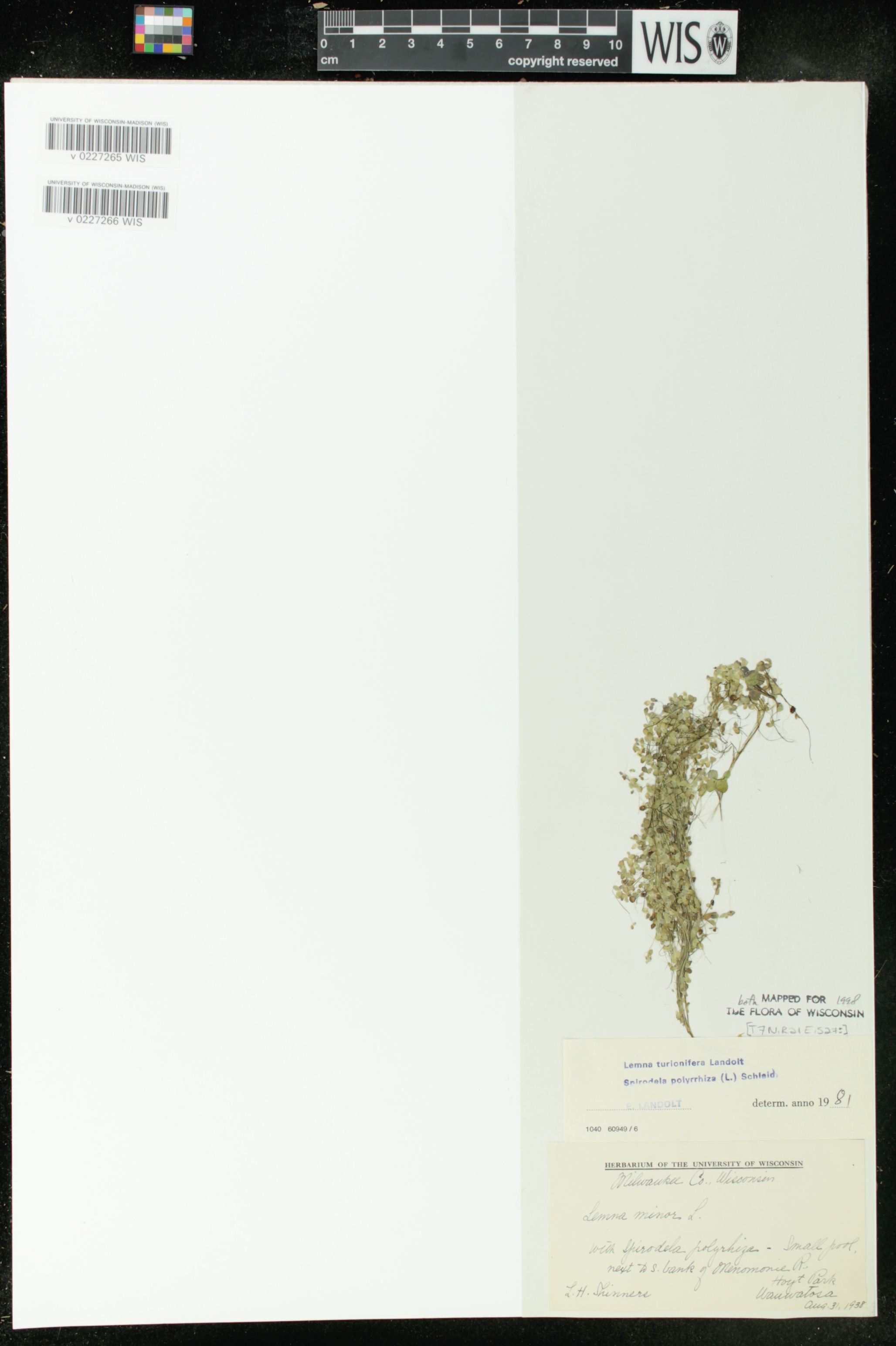 Spirodela polyrrhiza image