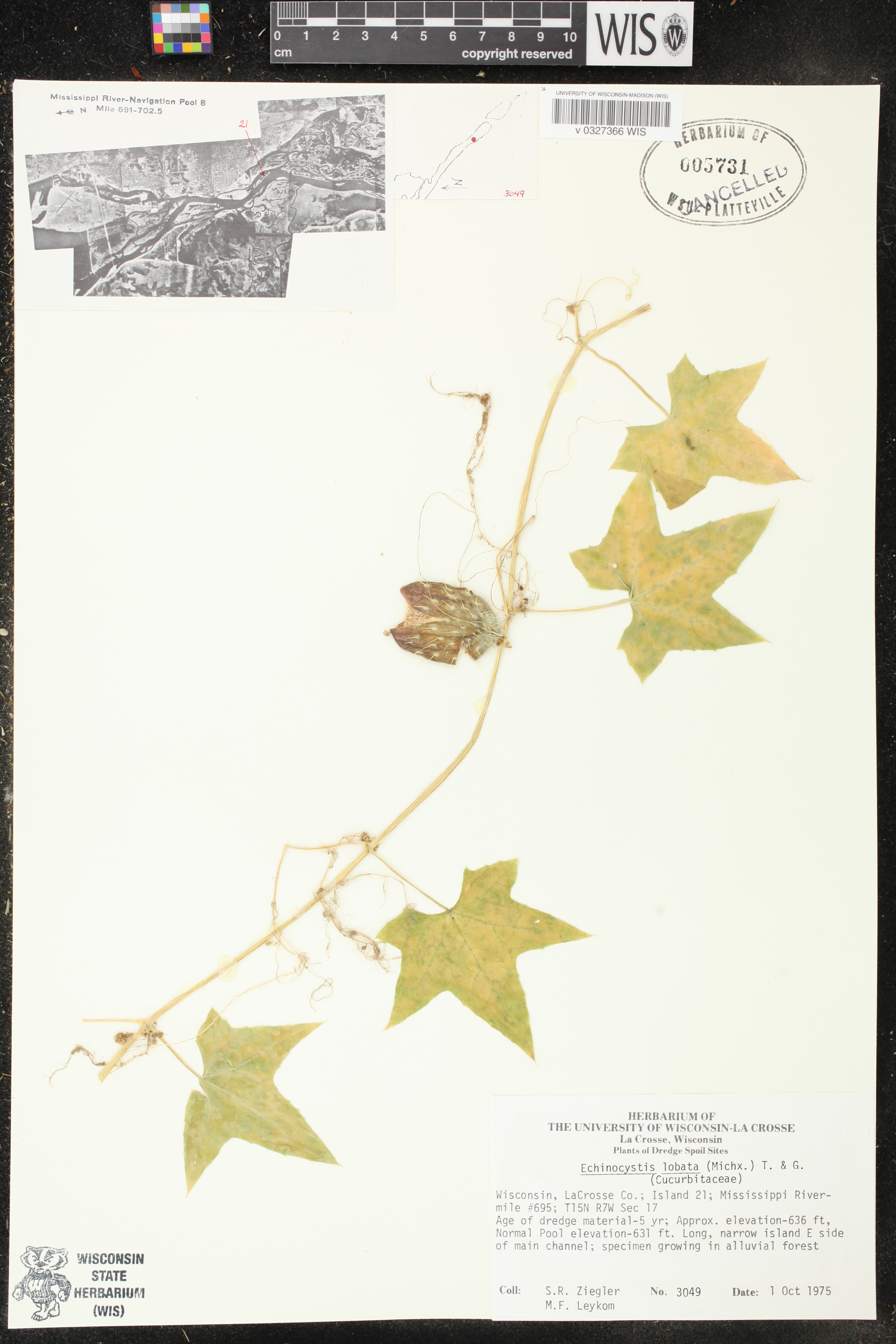 Echinocystis lobata image