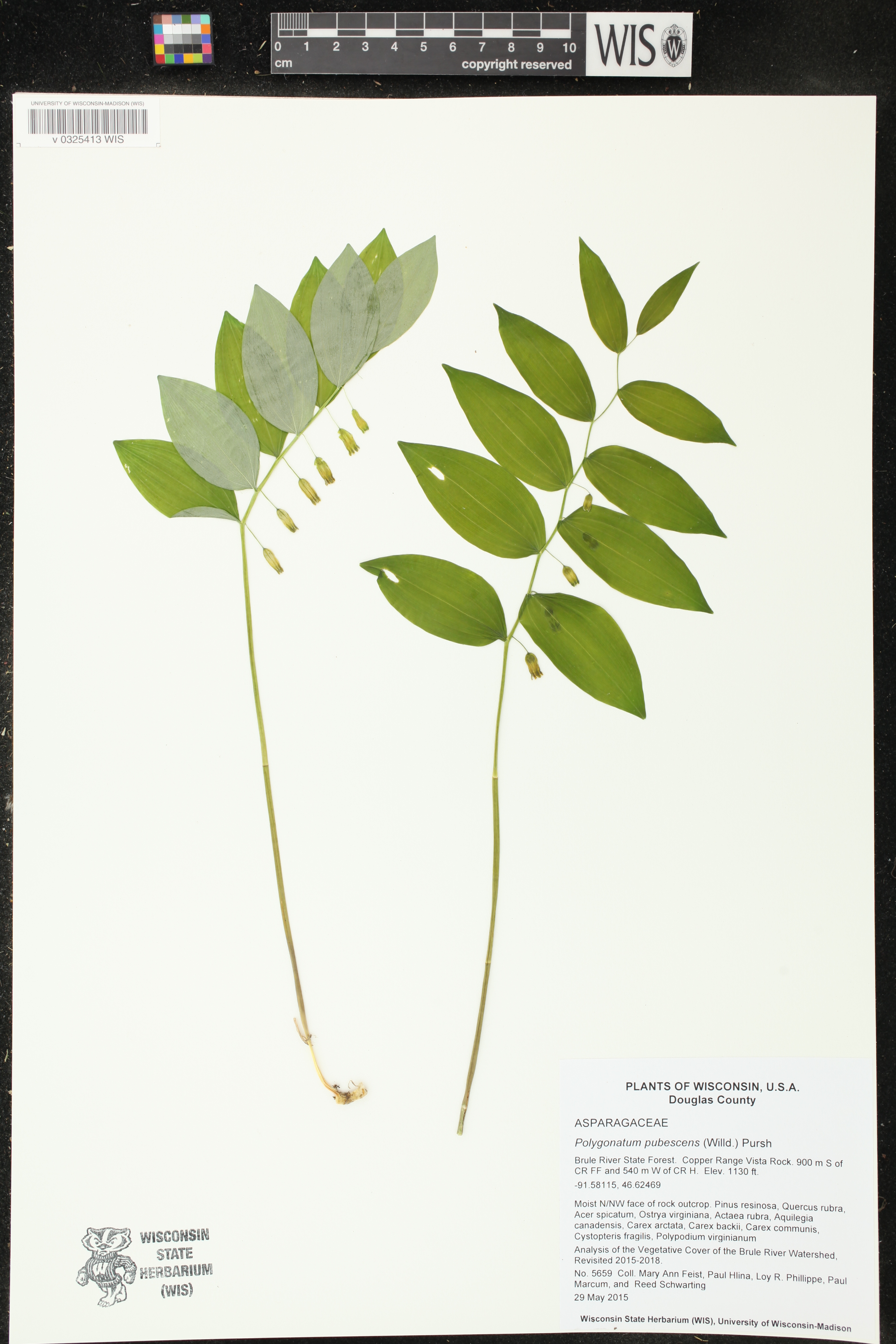 Polygonatum pubescens image