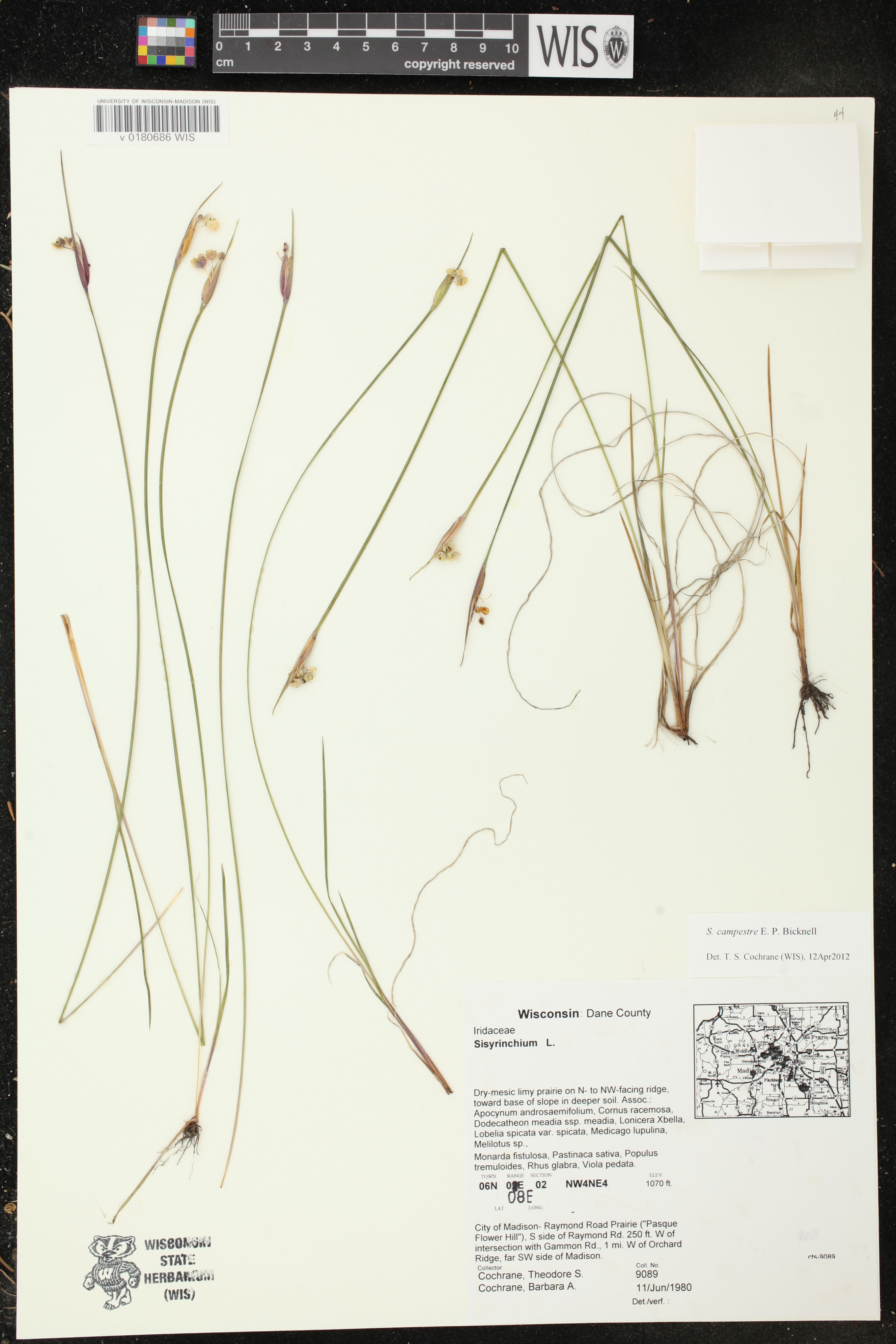 Sisyrinchium campestre image
