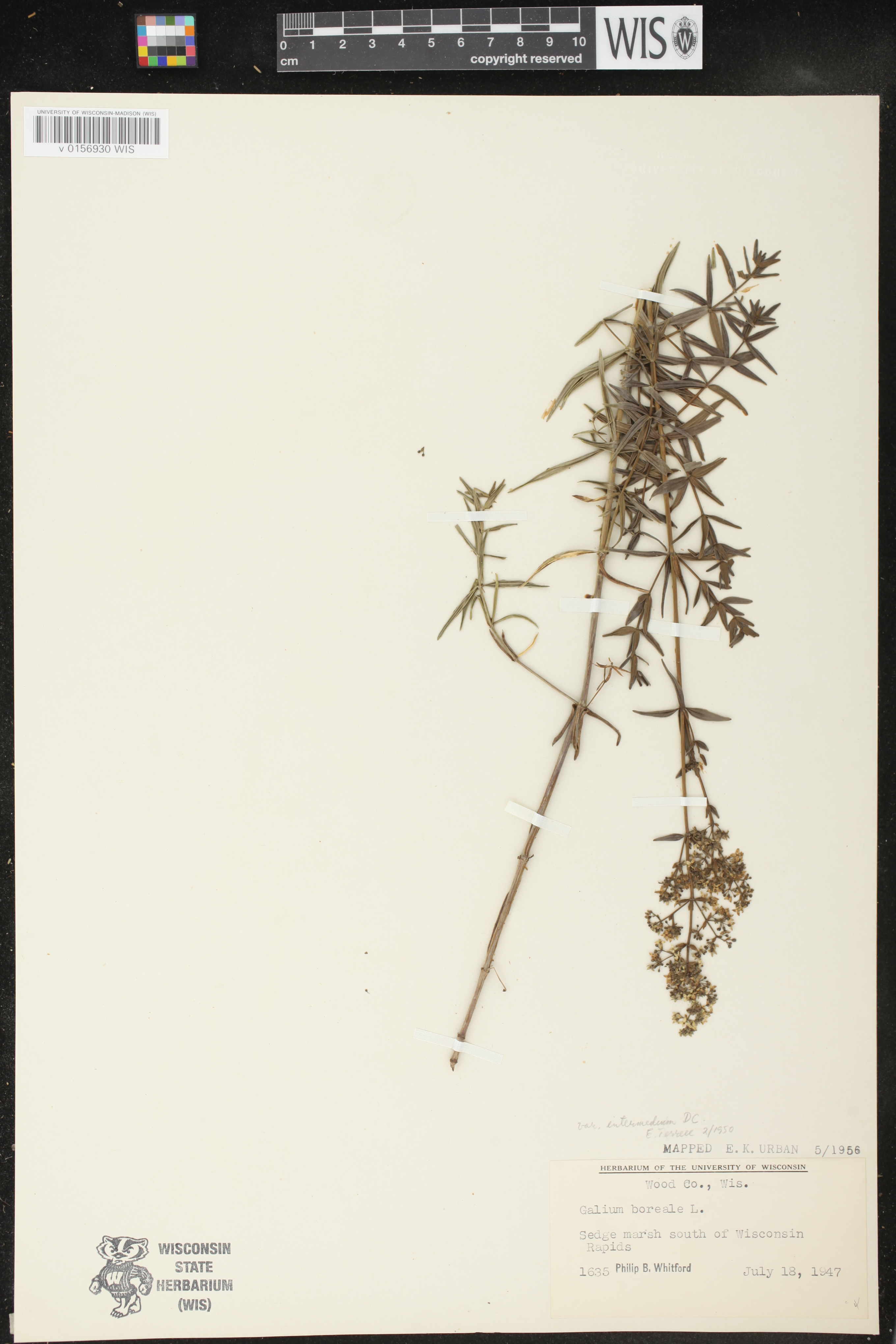 Galium boreale image