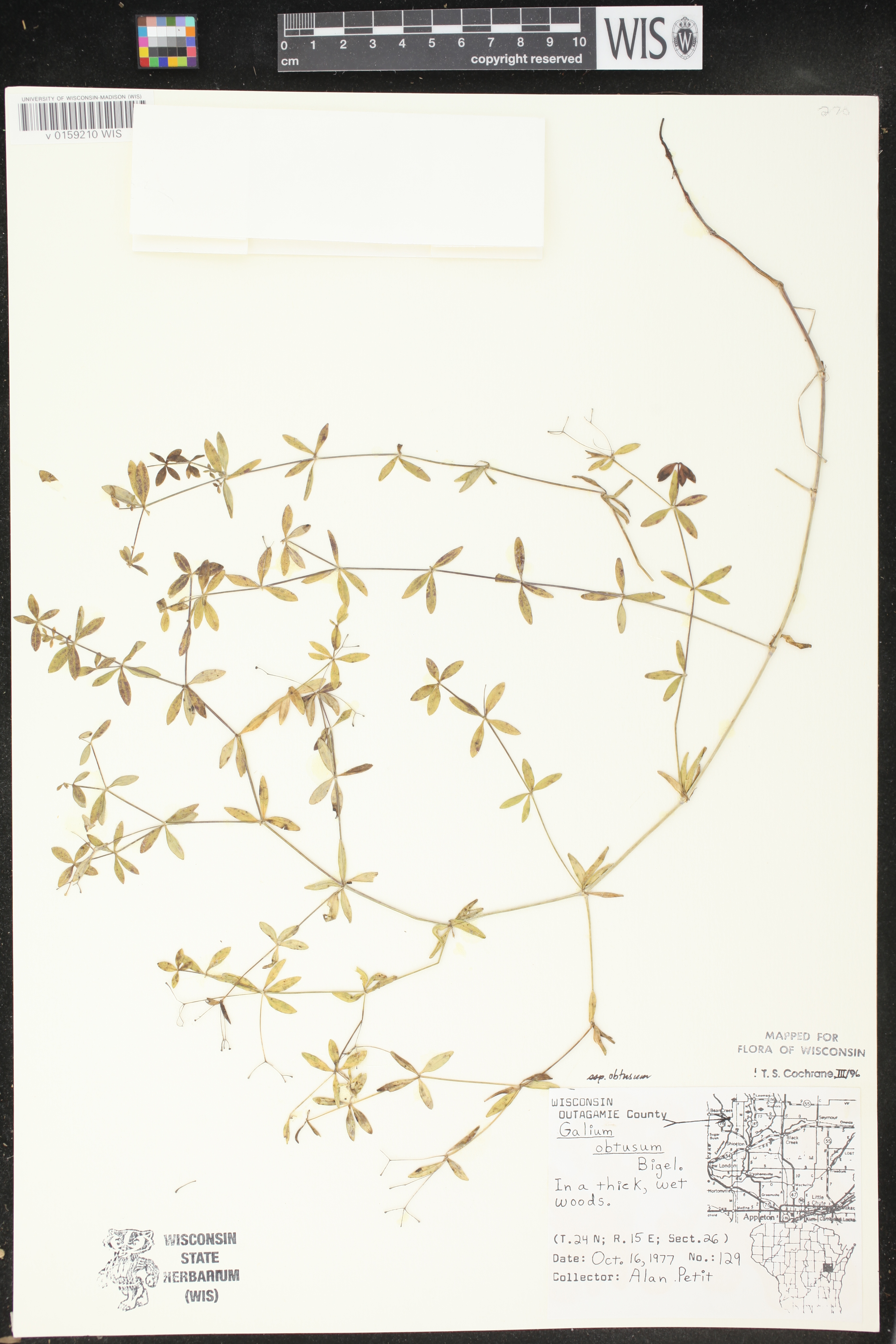Galium obtusum subsp. obtusum image