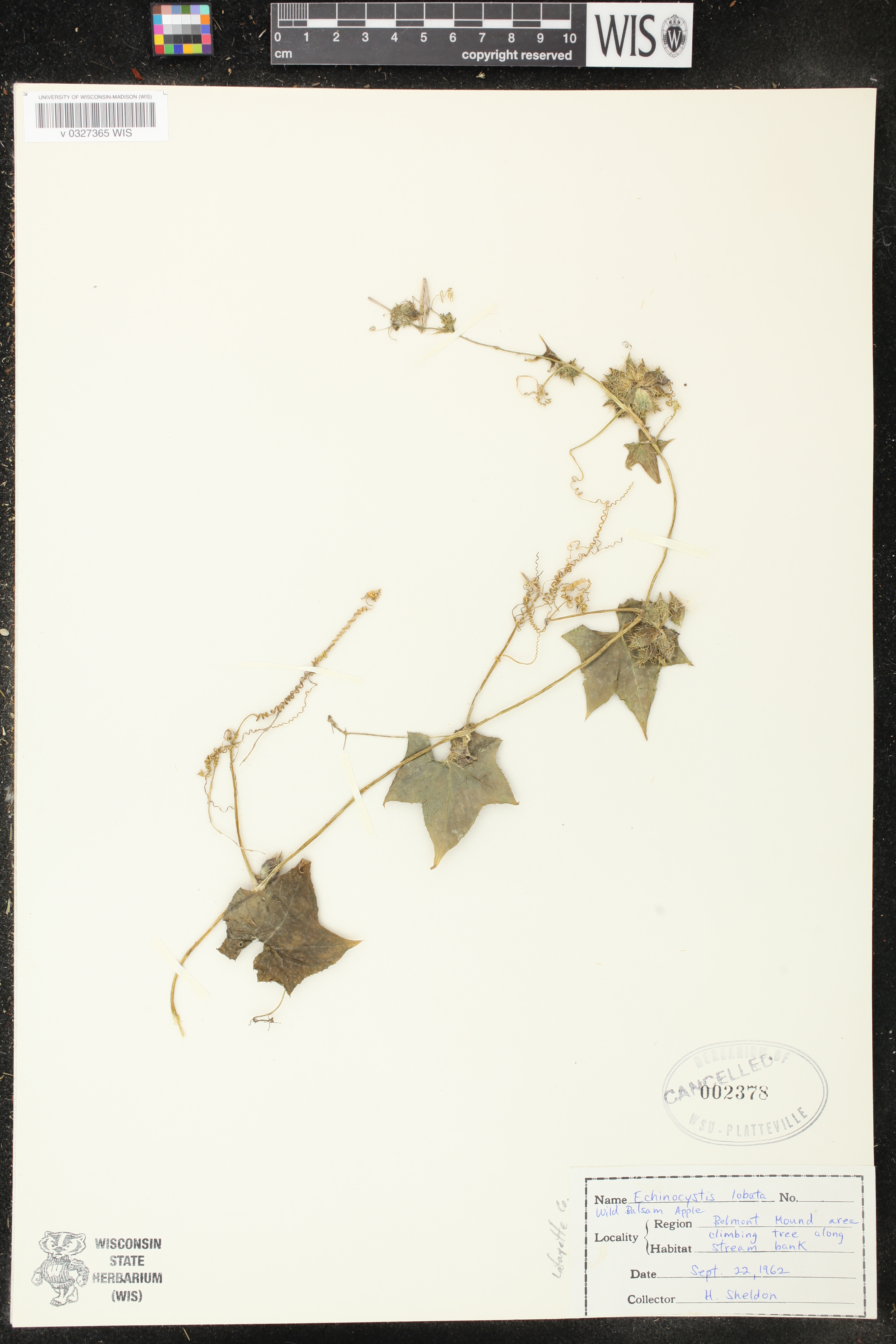 Sicyos angulatus image
