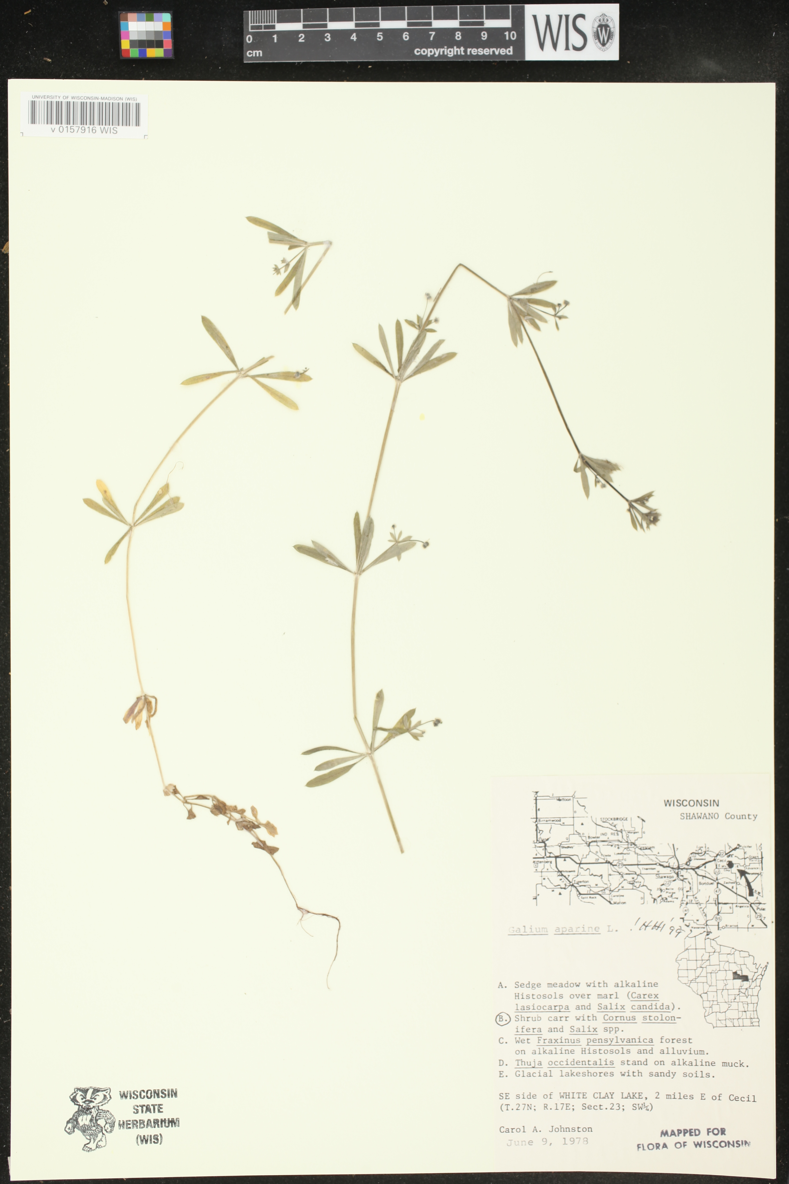 Galium aparine image