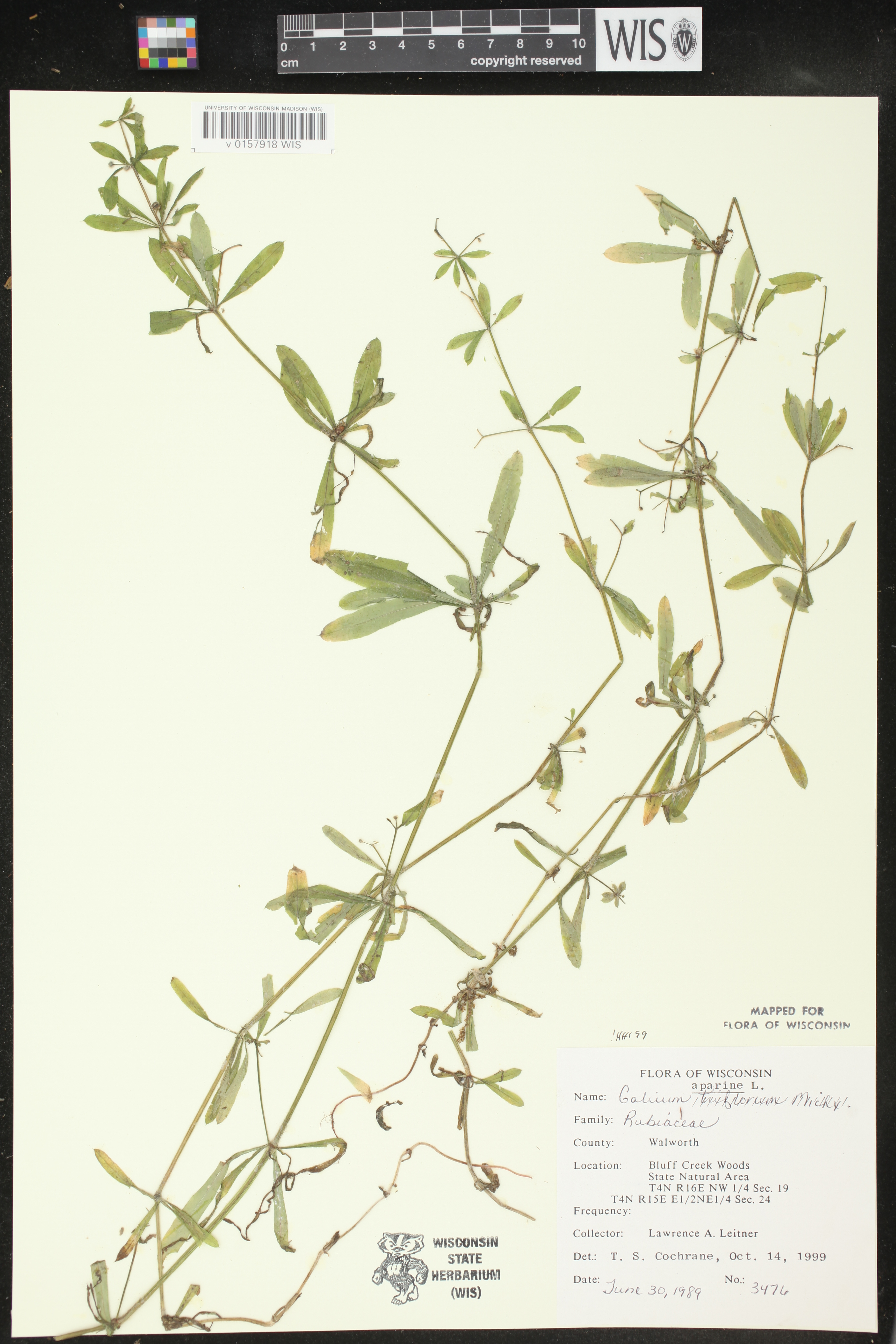 Galium aparine image