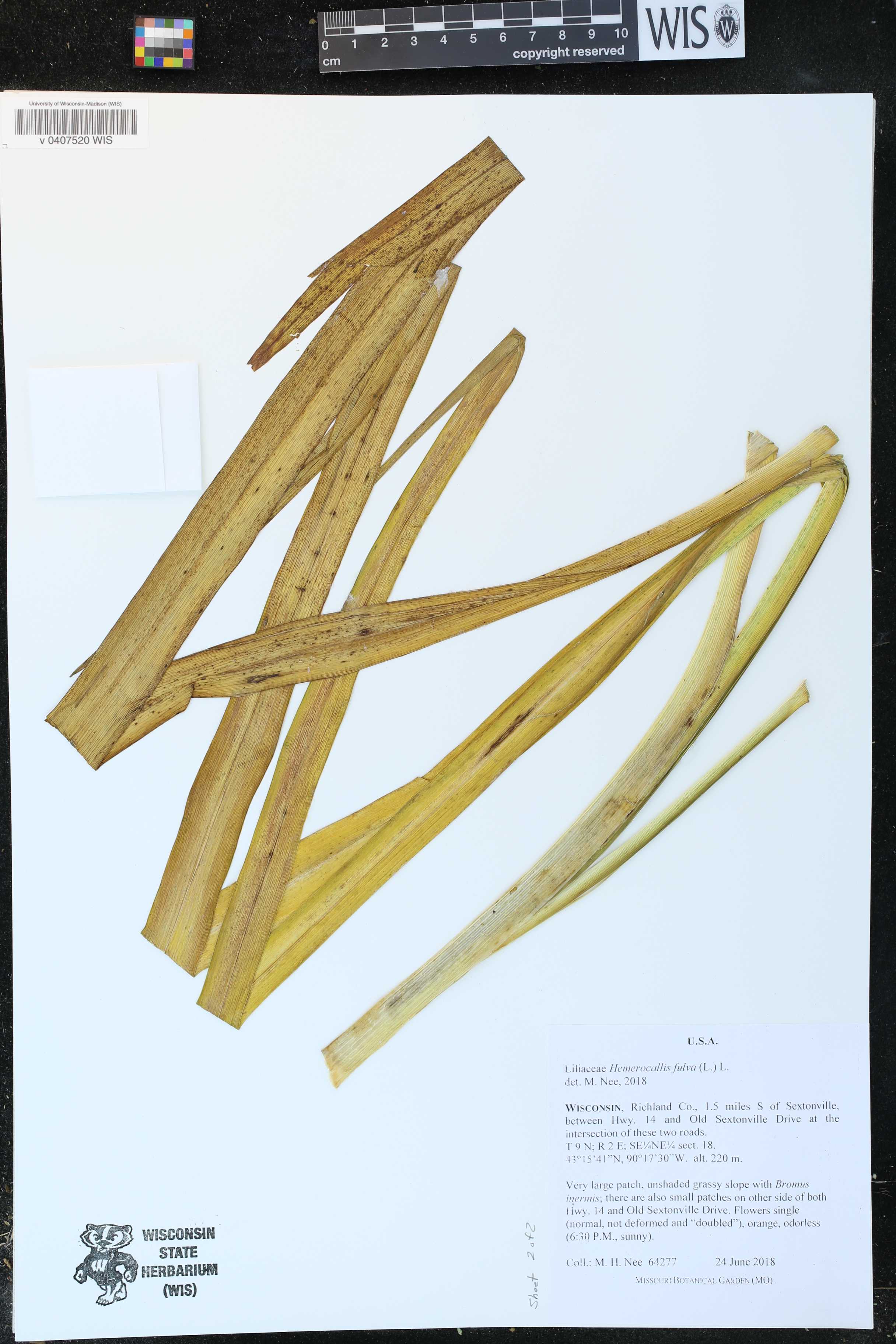 Hemerocallis fulva image