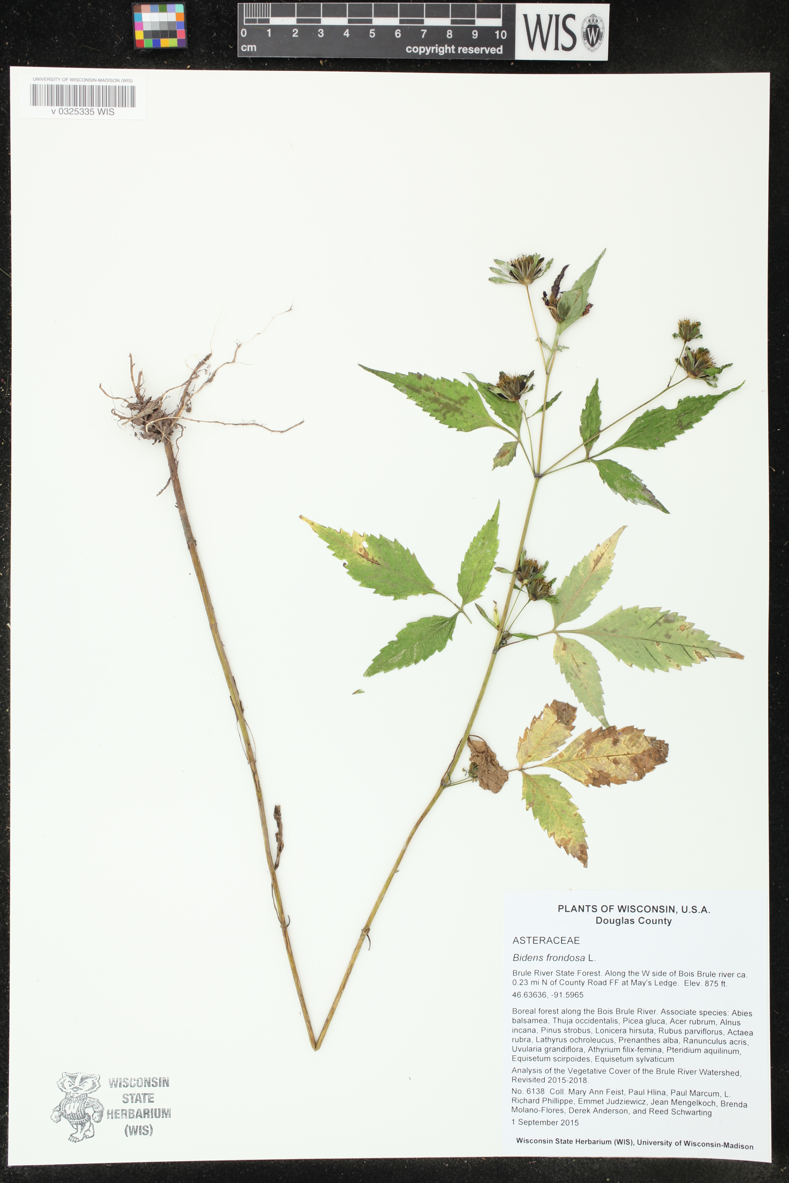 Bidens frondosa image