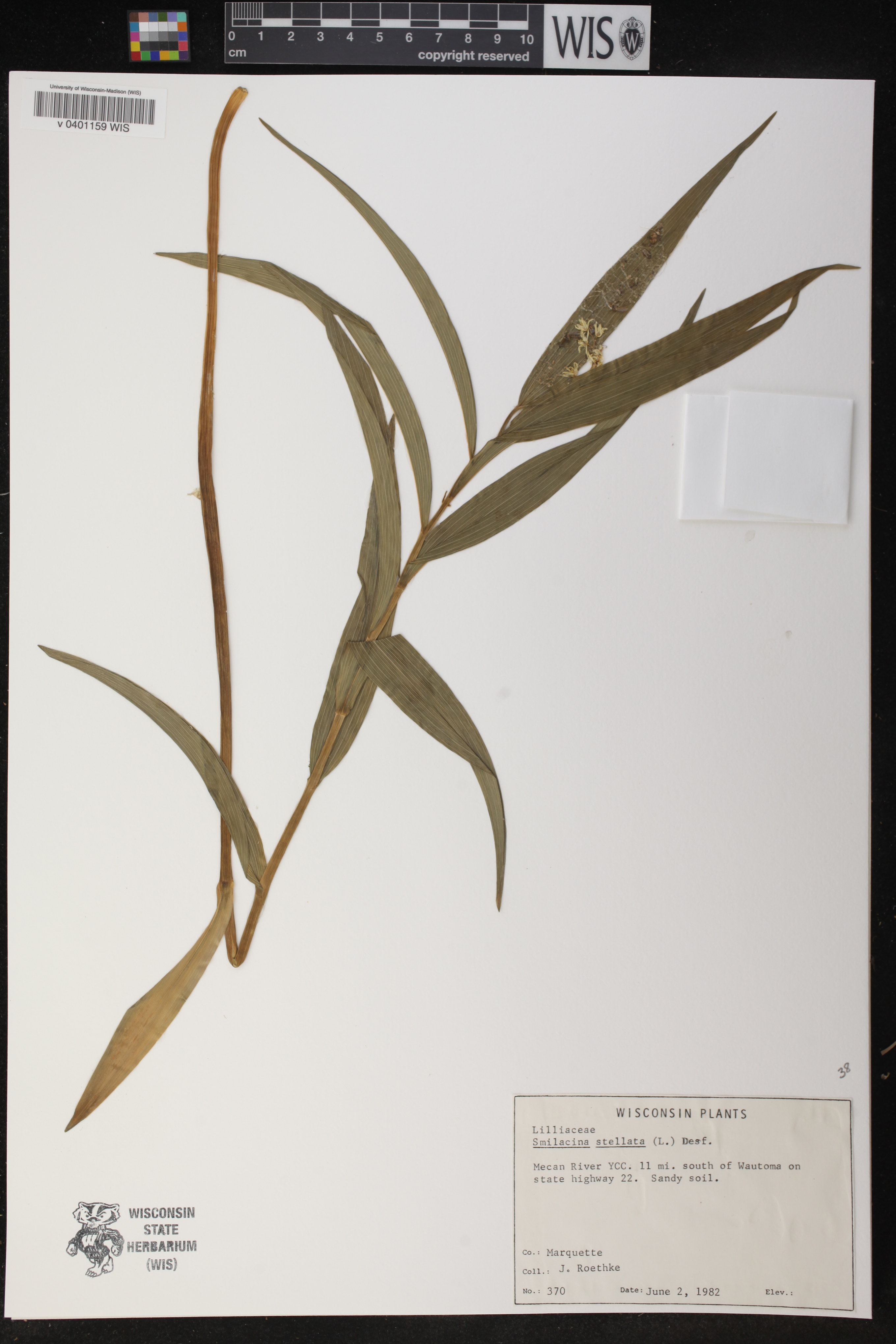 Maianthemum stellatum image