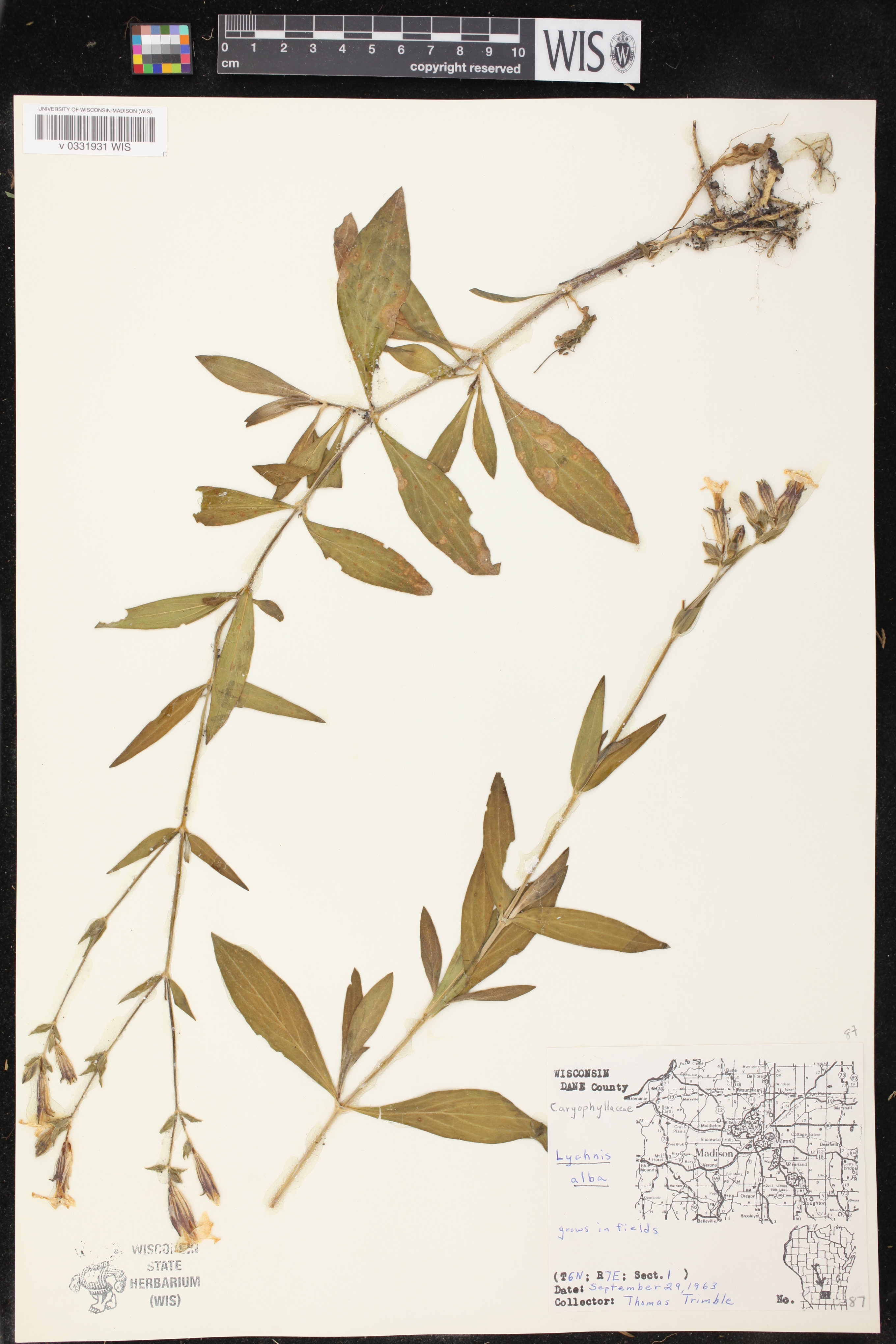 Silene latifolia image