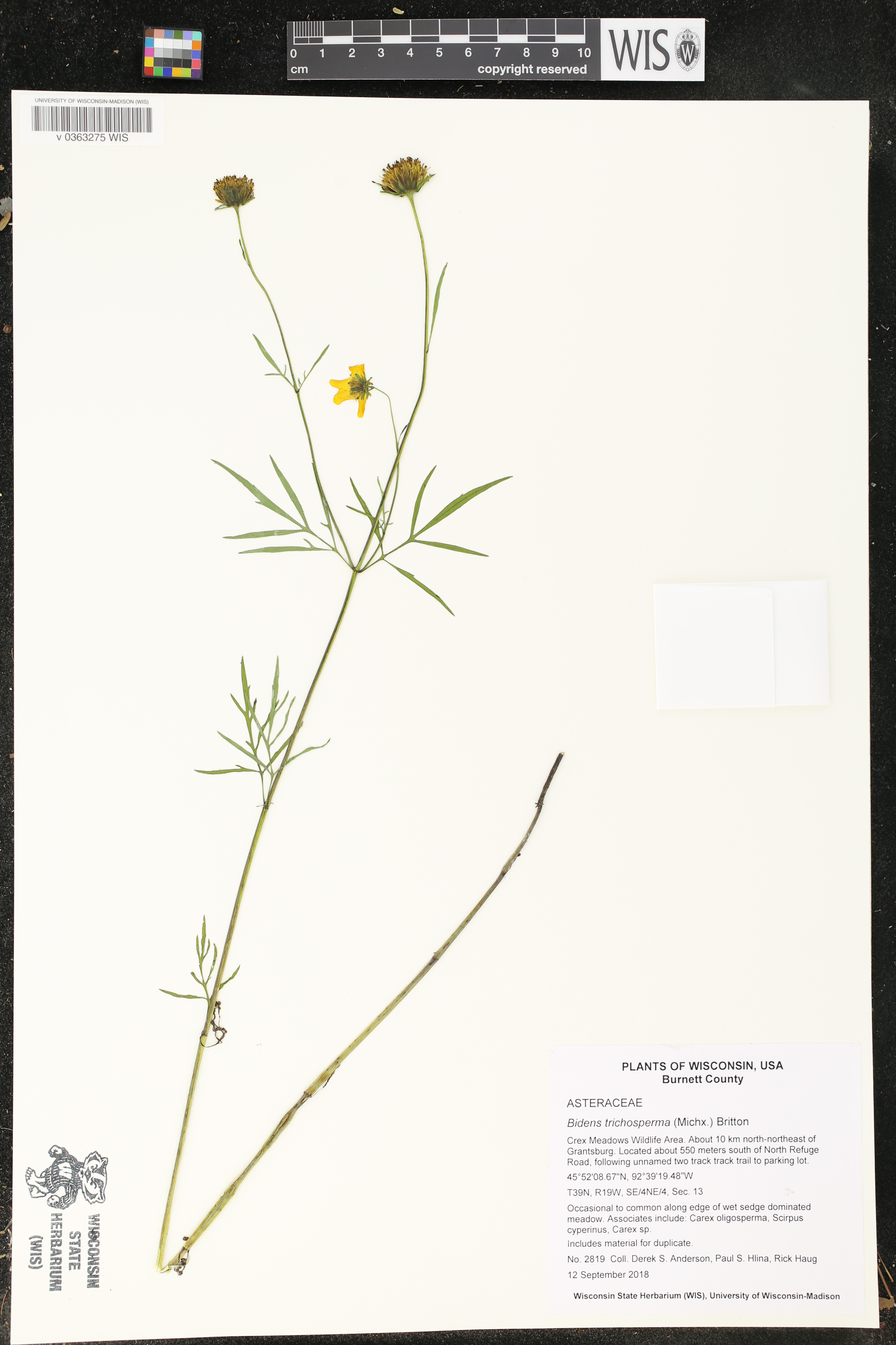 Bidens trichosperma image