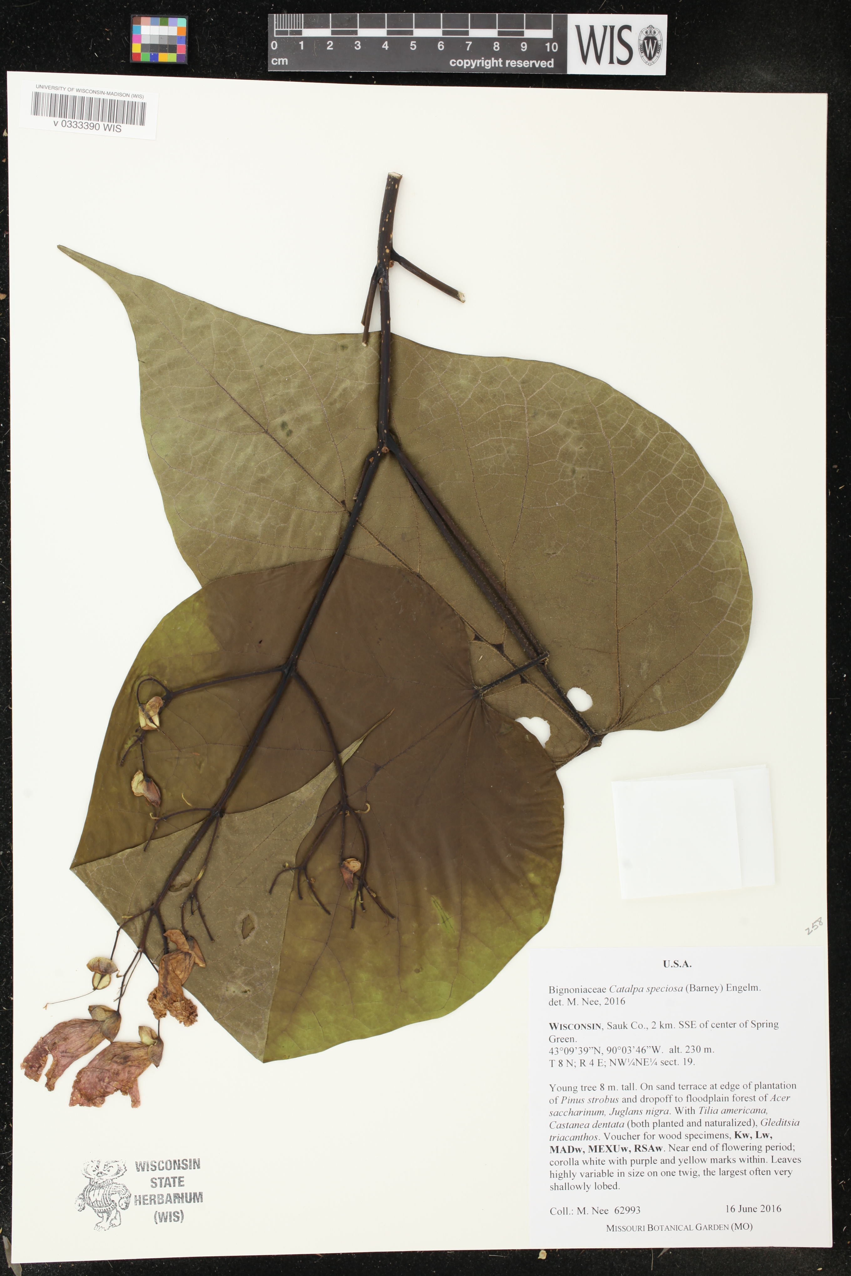 Catalpa speciosa image